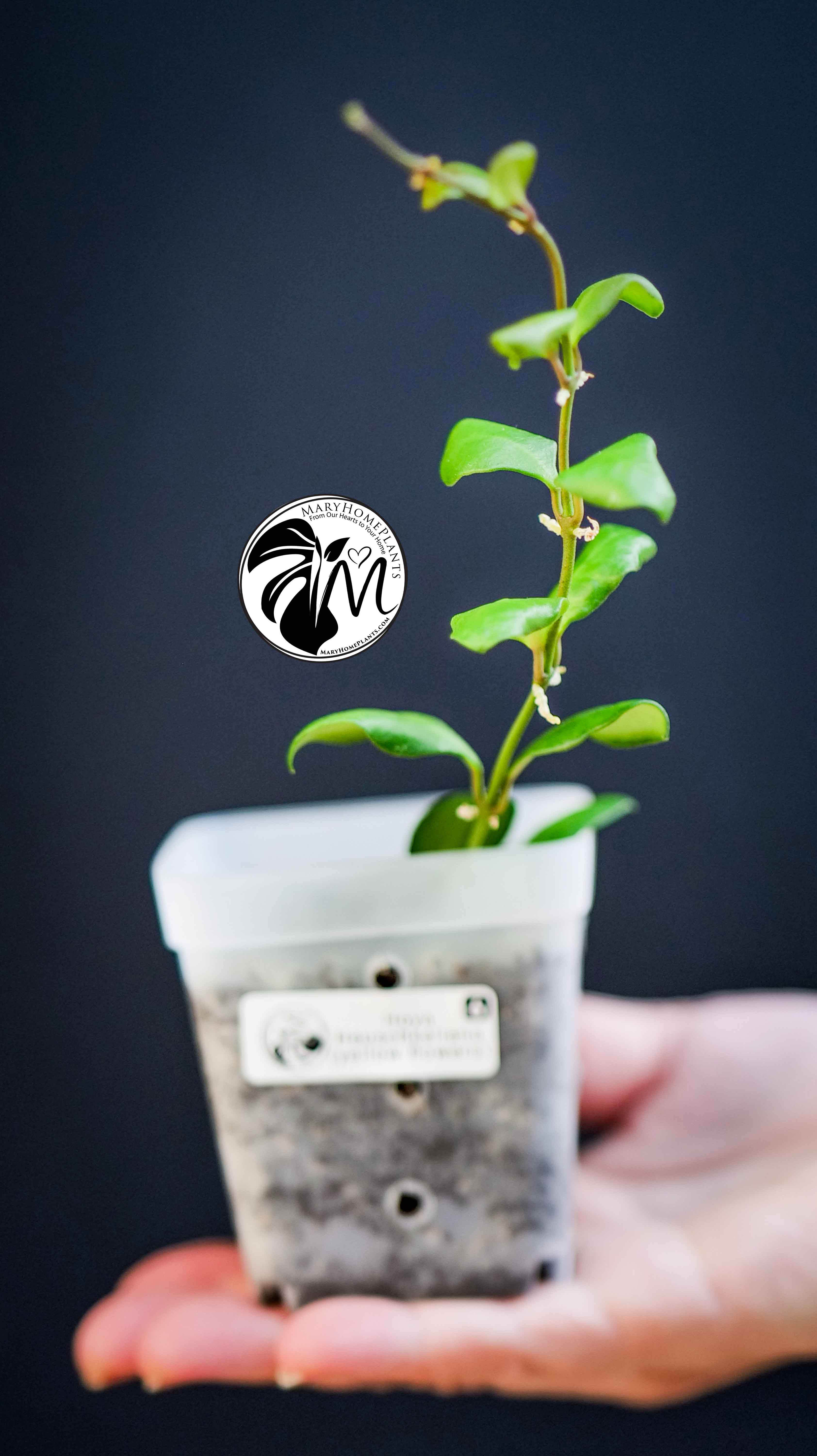Hoya Heuschkeliana Yellow Flower