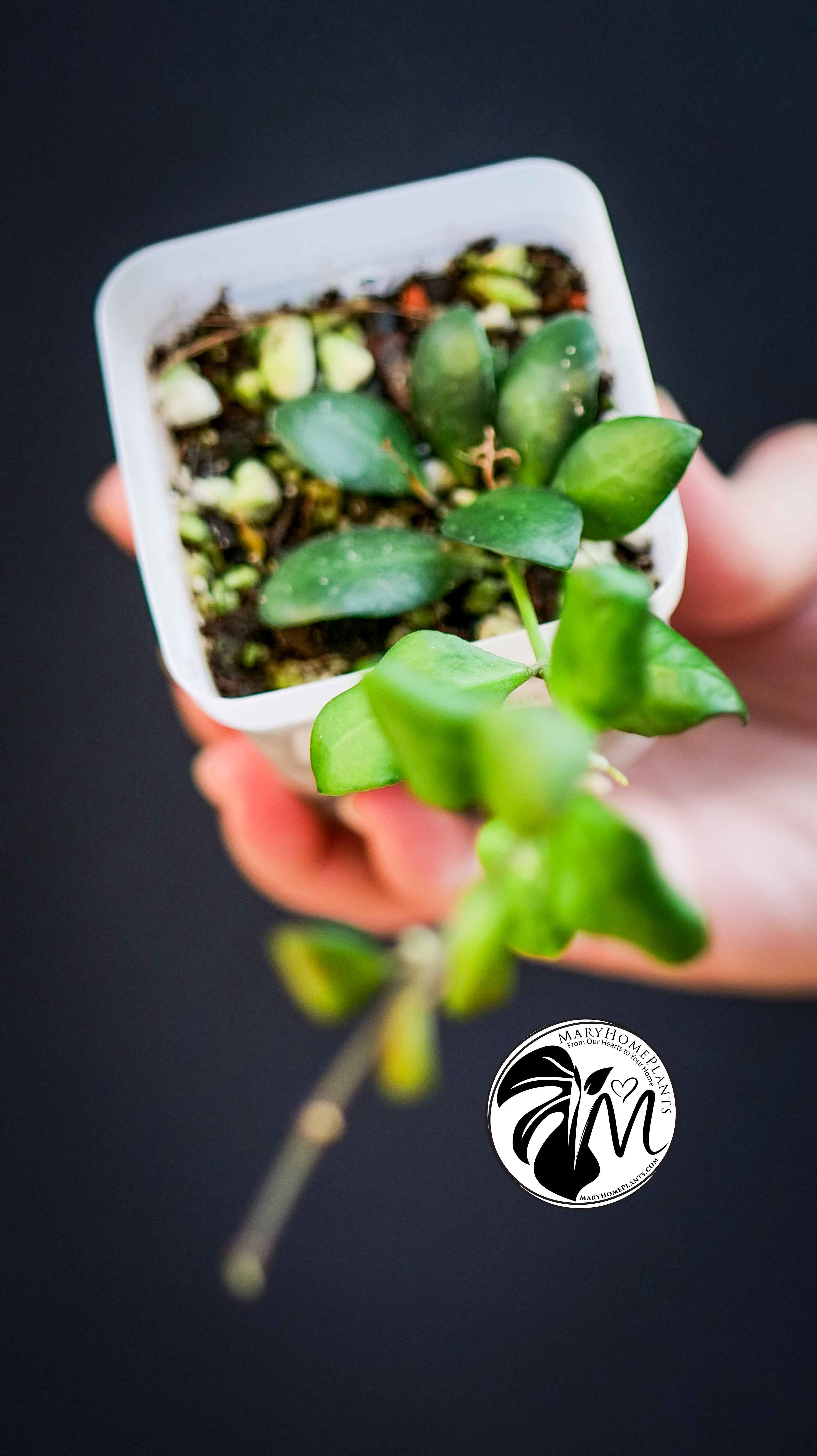 Hoya Heuschkeliana Yellow Flower