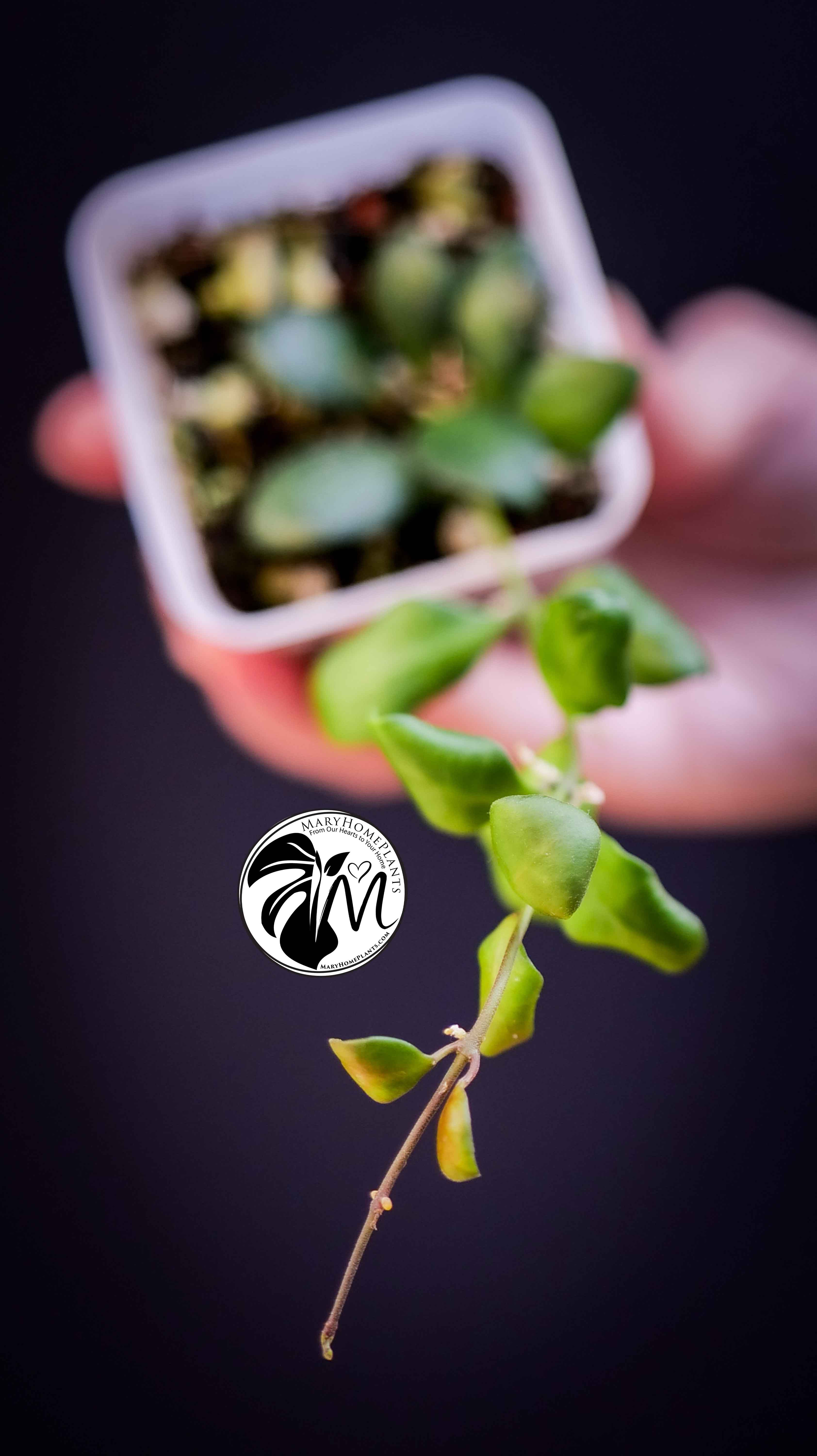 Hoya Heuschkeliana Yellow Flower