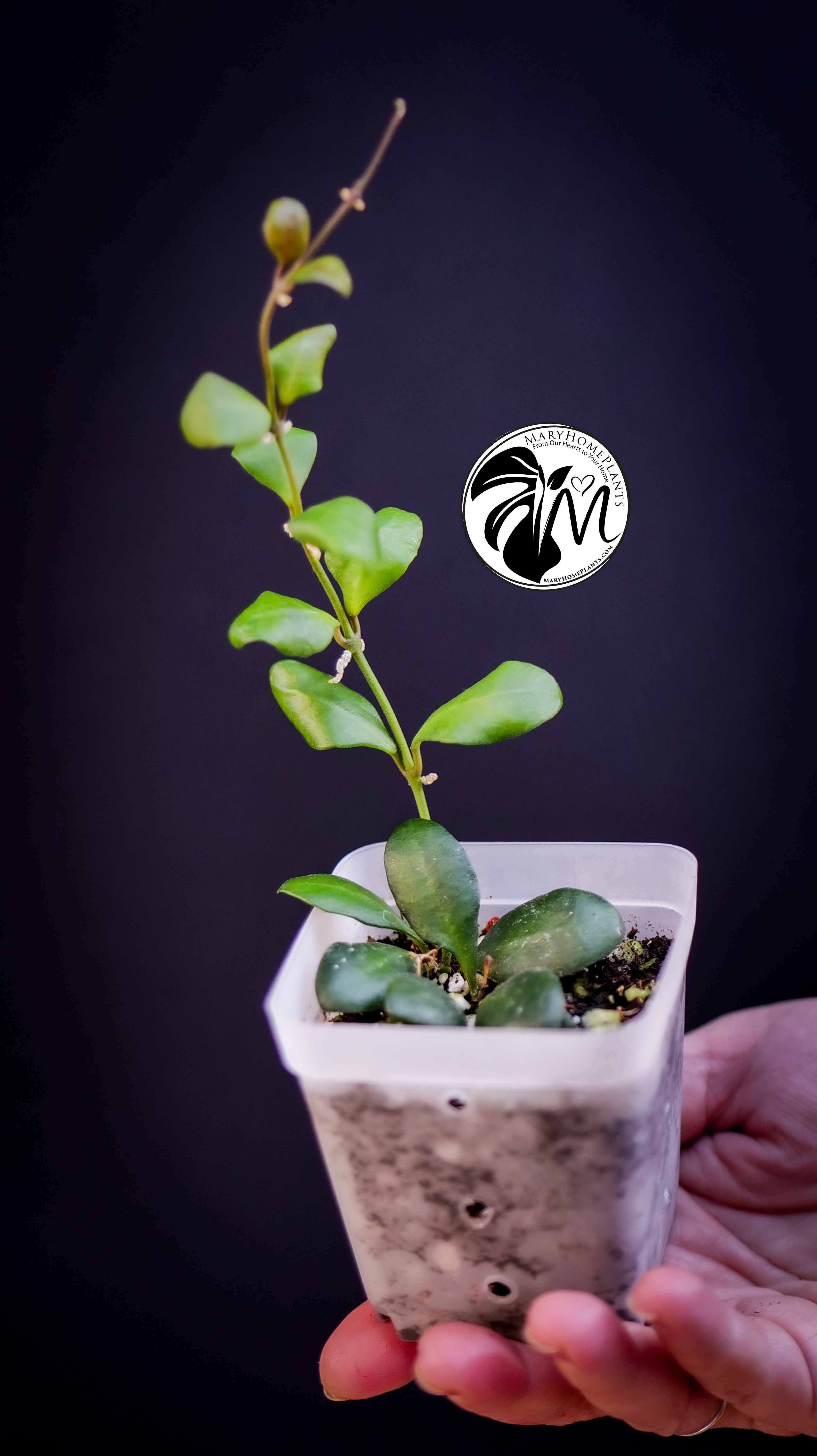 Hoya Heuschkeliana Yellow Flower