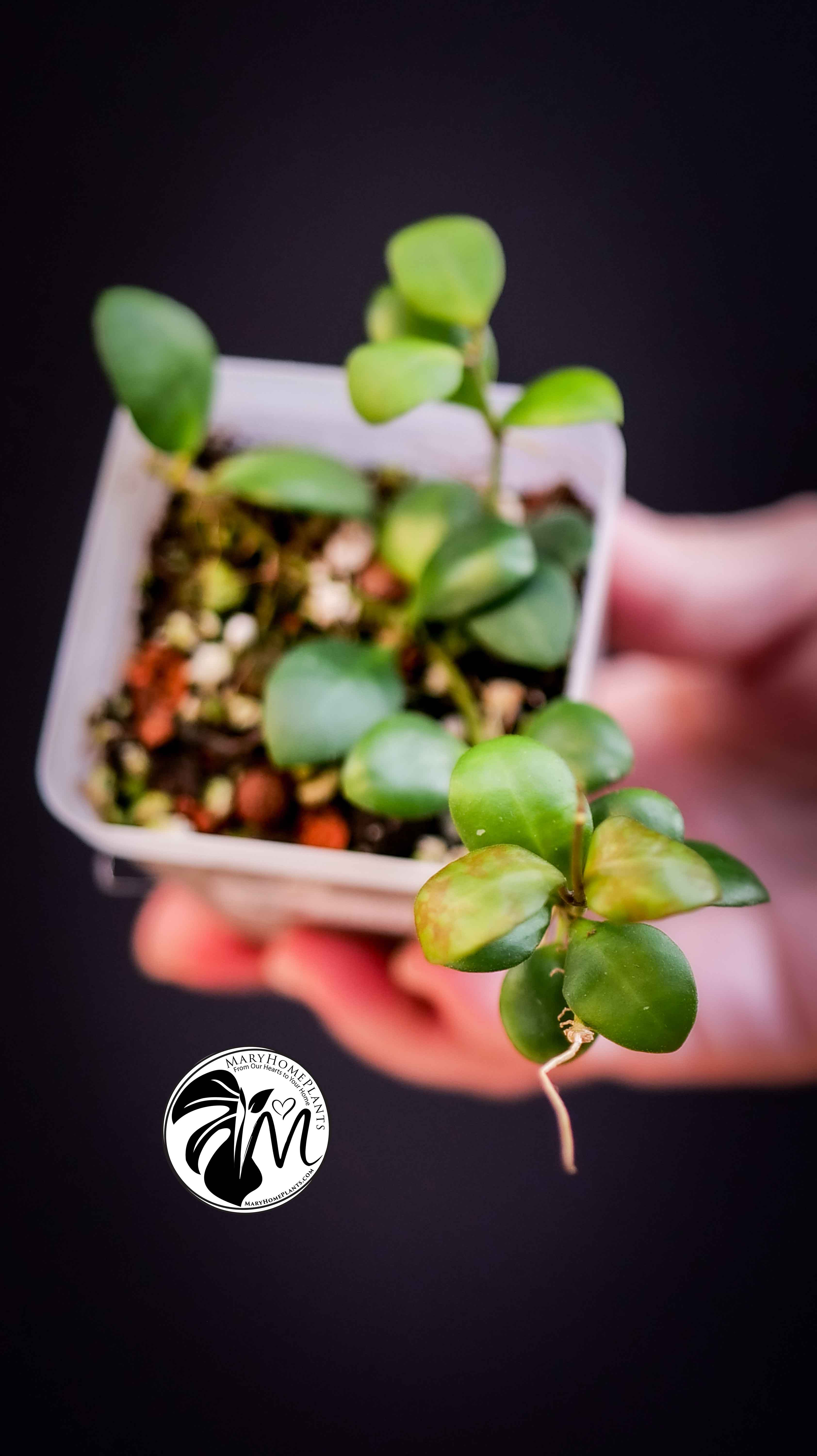 Hoya Heuschkeliana Yellow Flower
