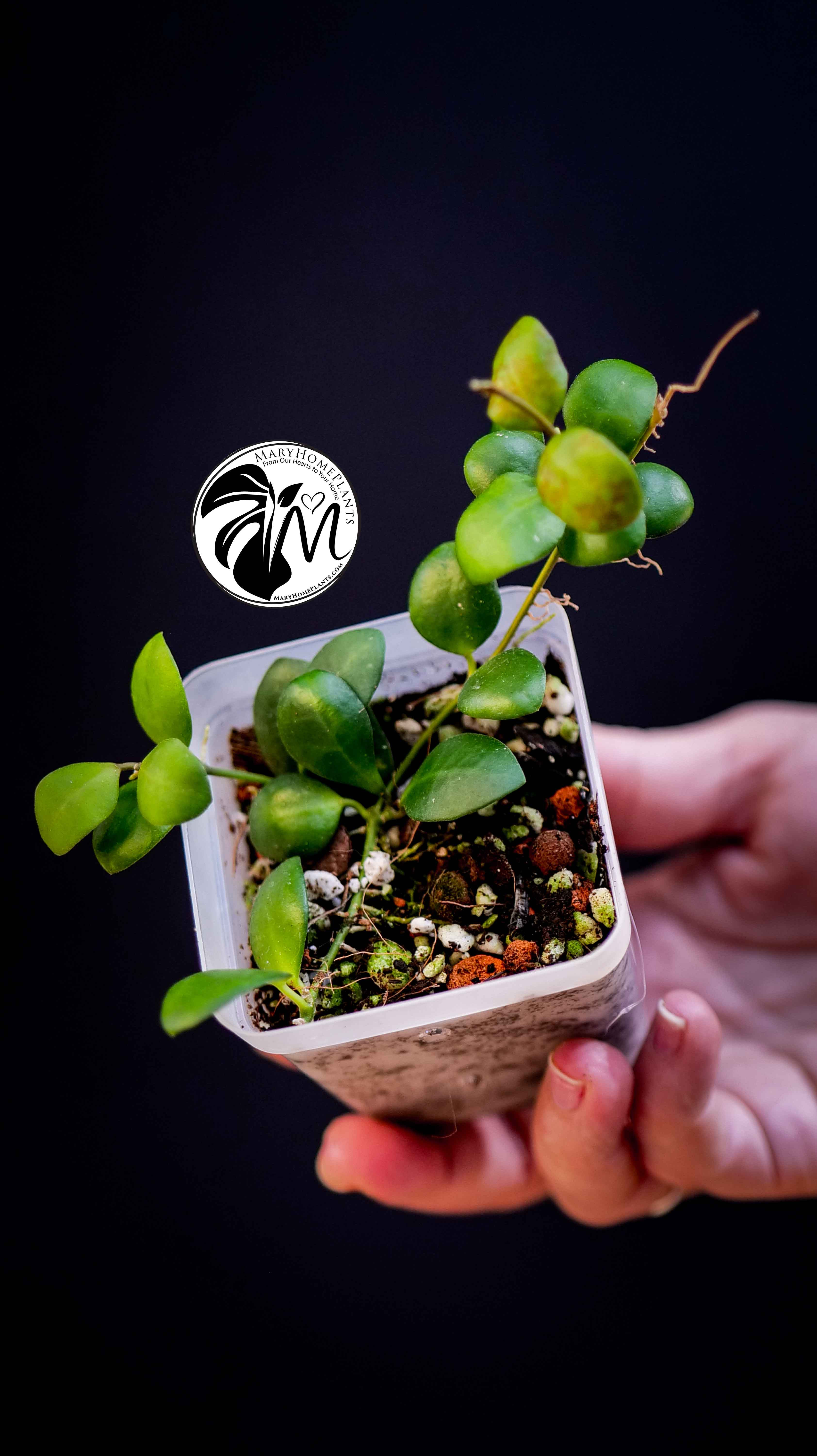 Hoya Heuschkeliana Yellow Flower