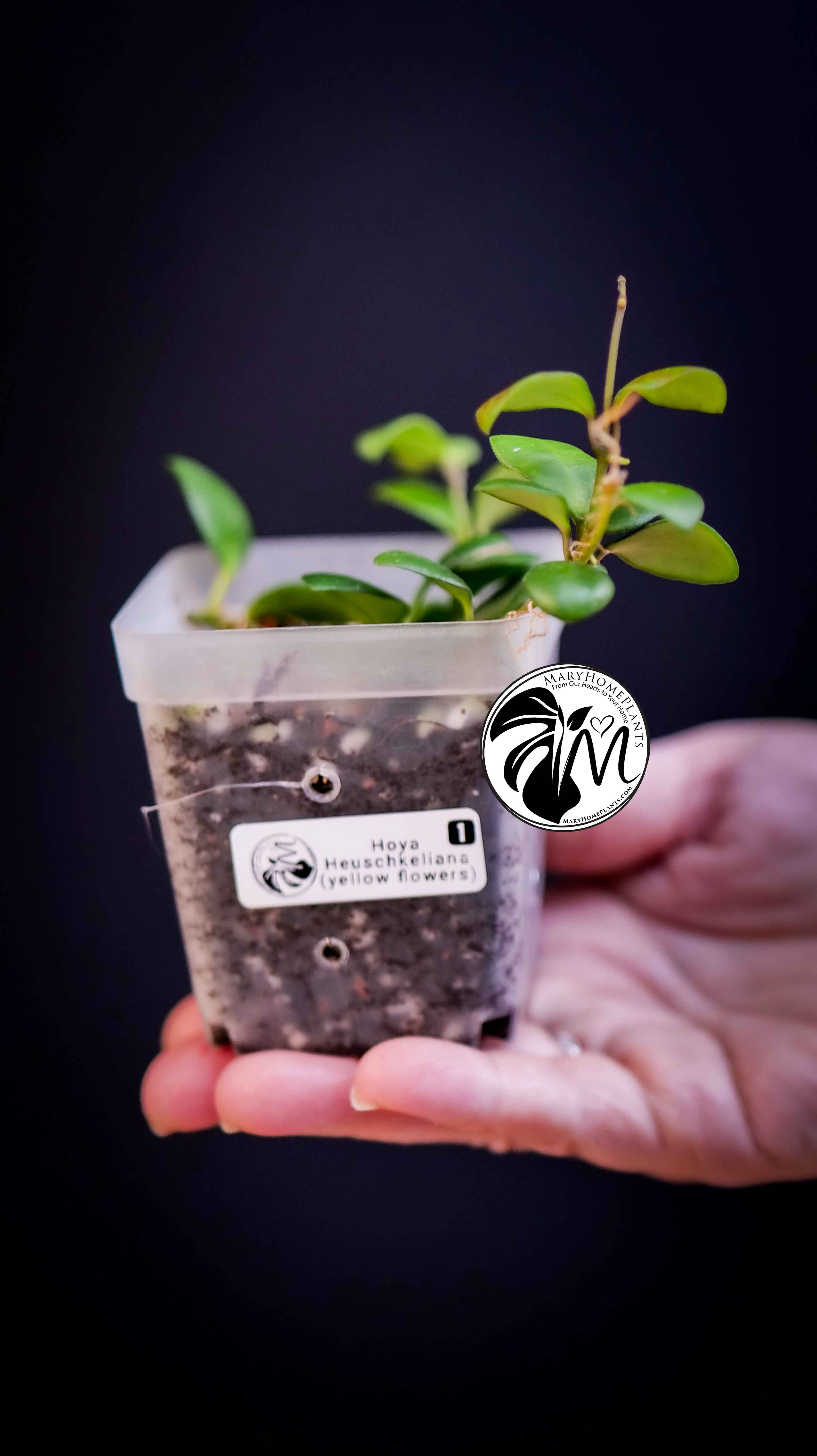 Hoya Heuschkeliana Yellow Flower