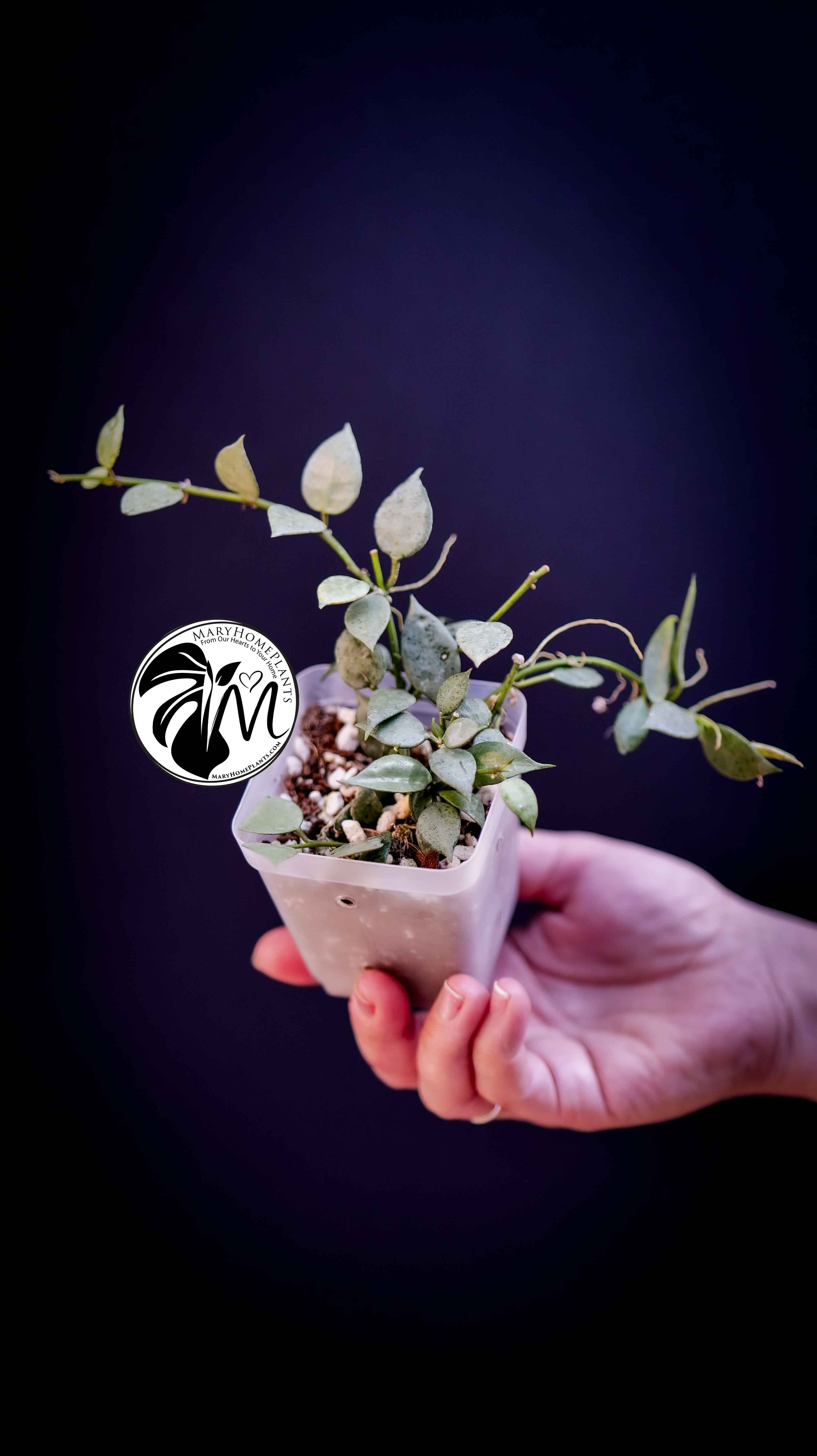 Hoya Lacunosa Silver