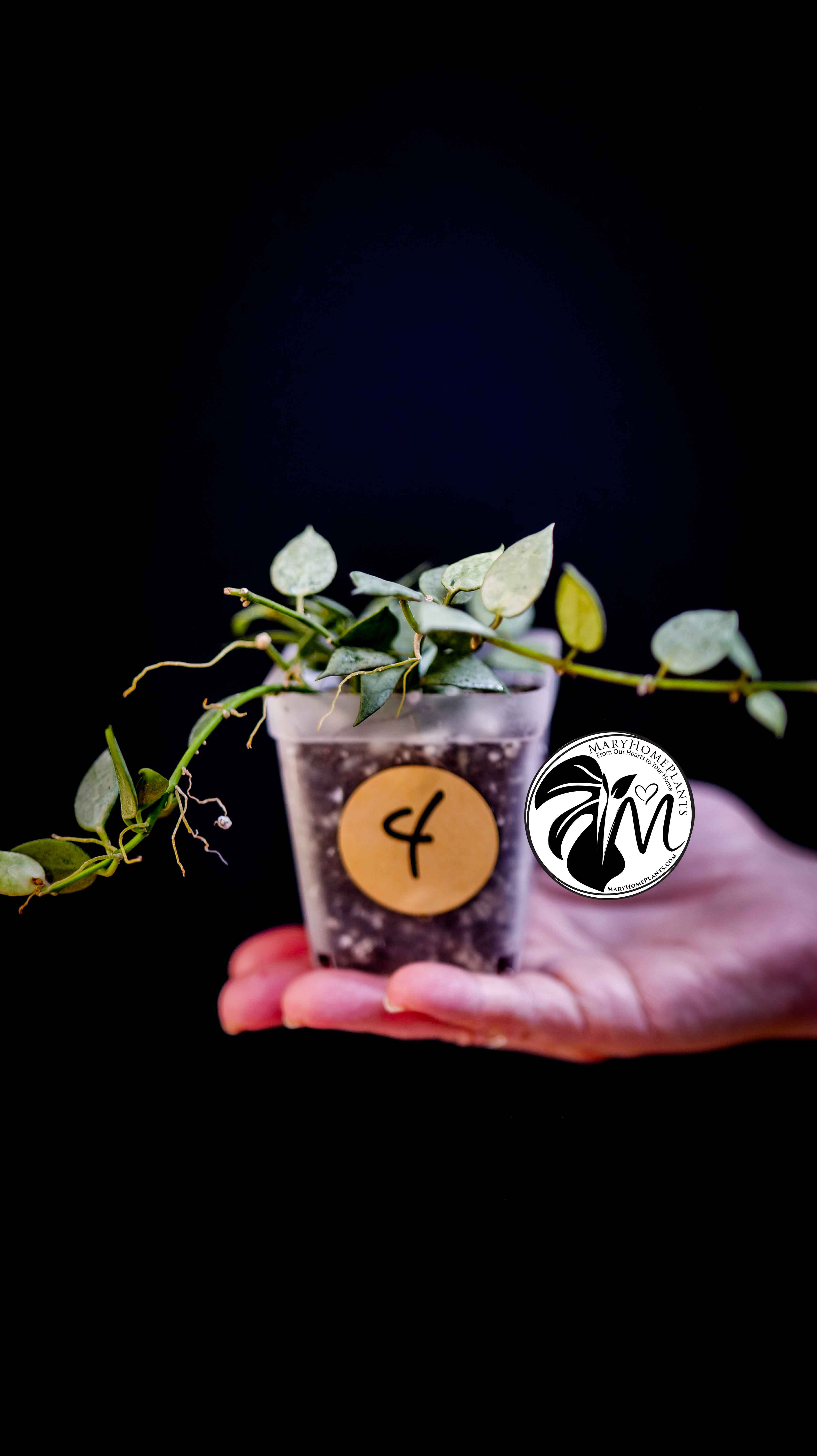 Hoya Lacunosa Silver