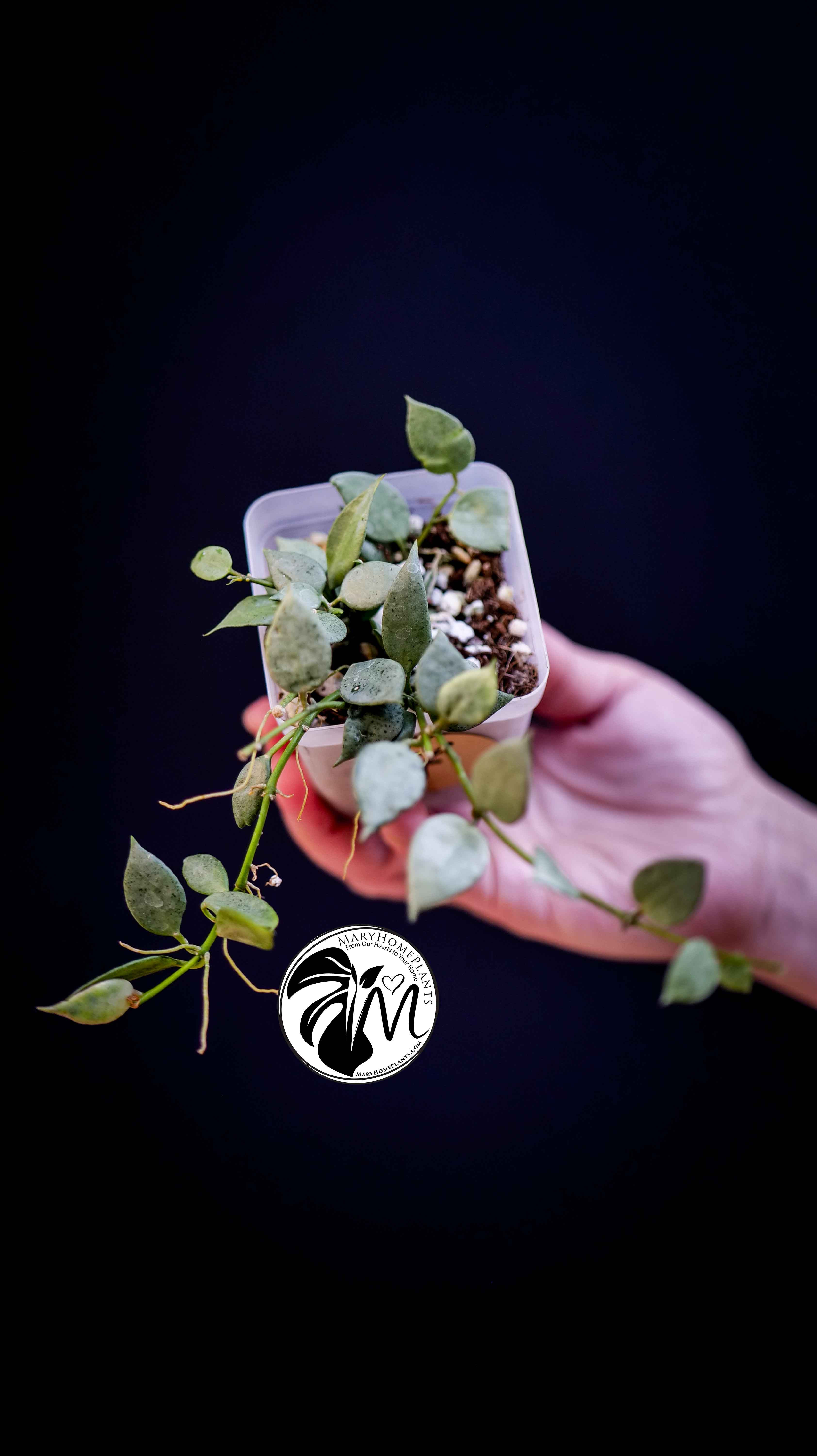 Hoya Lacunosa Silver