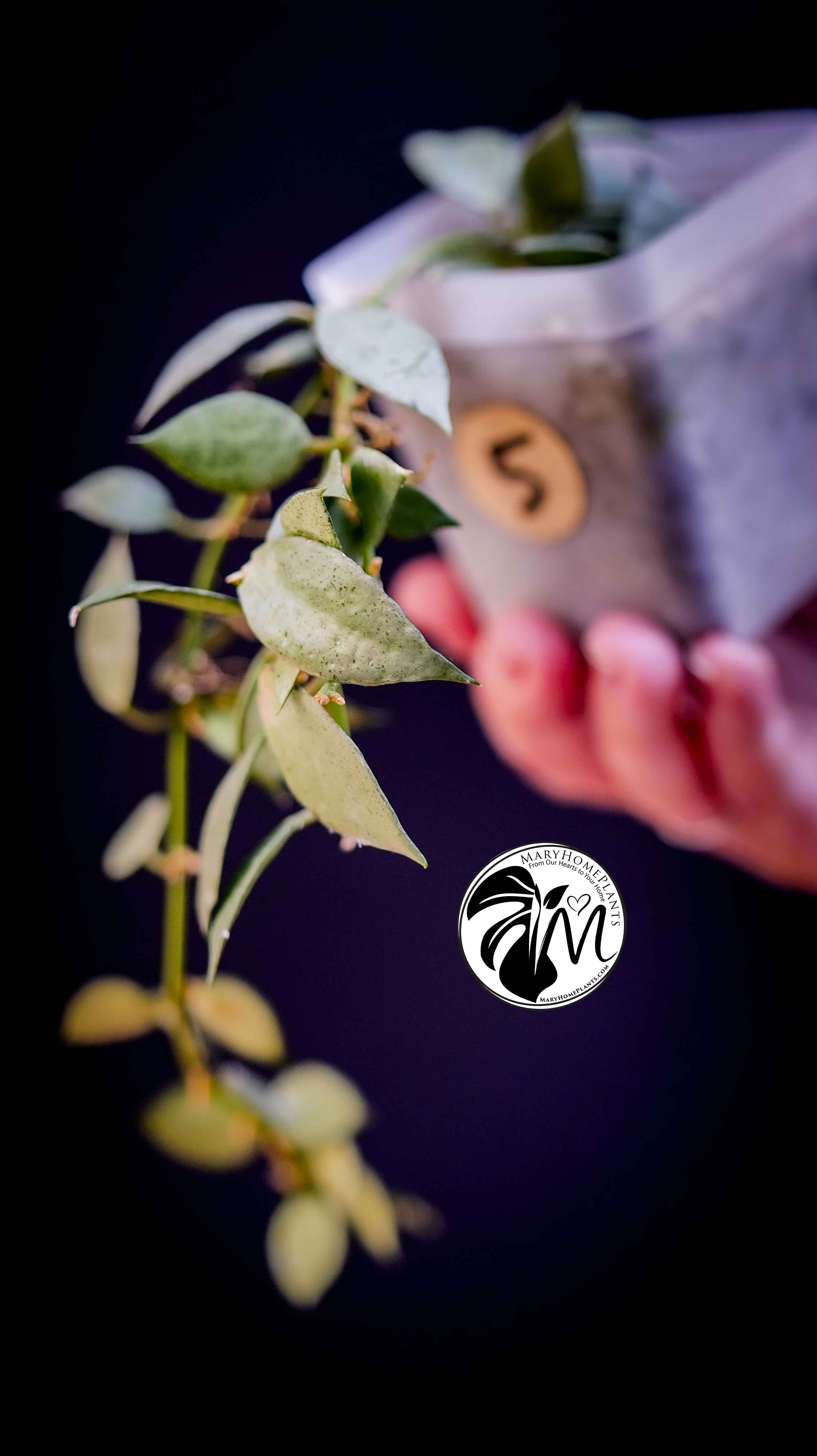 Hoya Lacunosa Silver