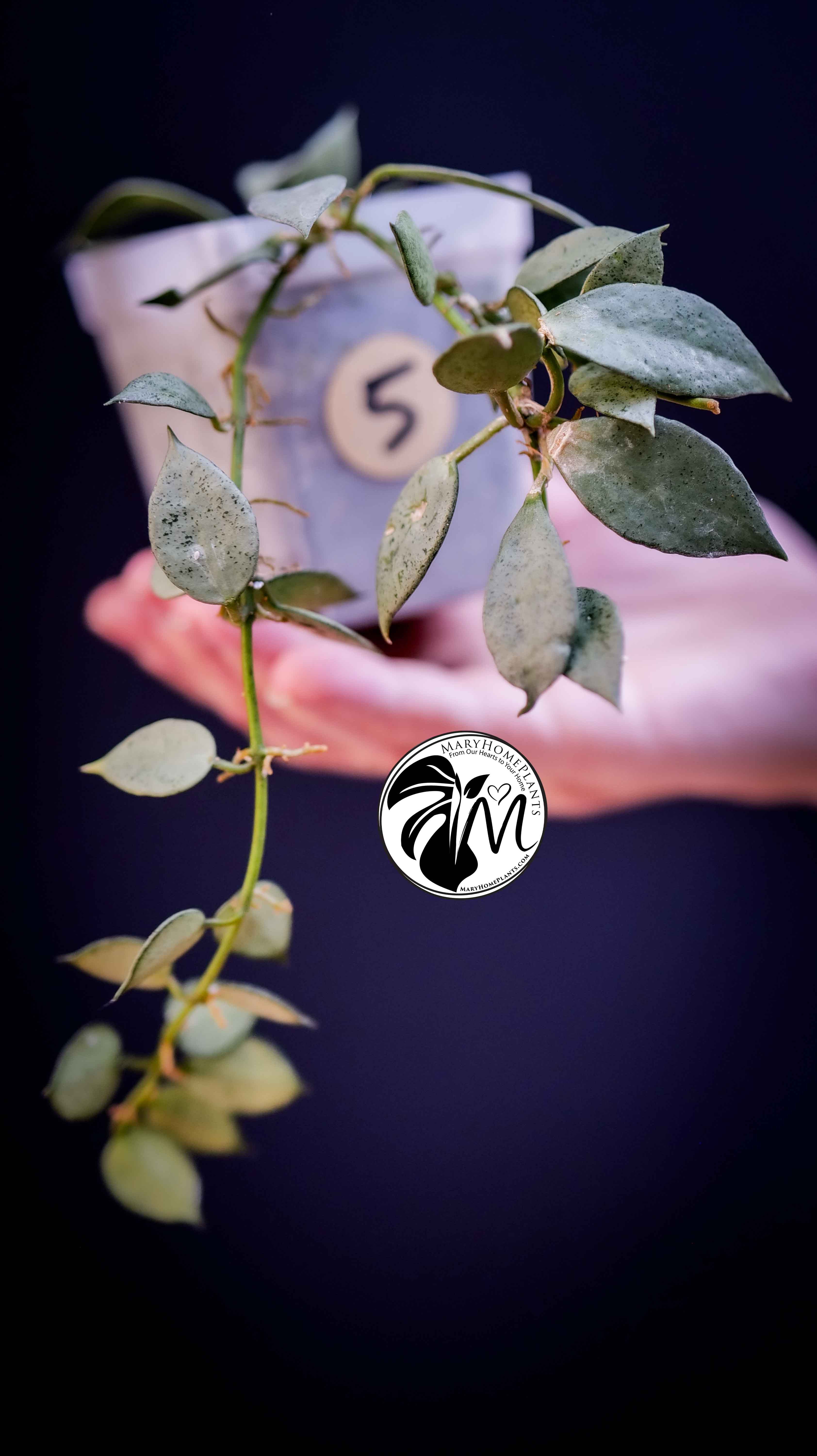 Hoya Lacunosa Silver