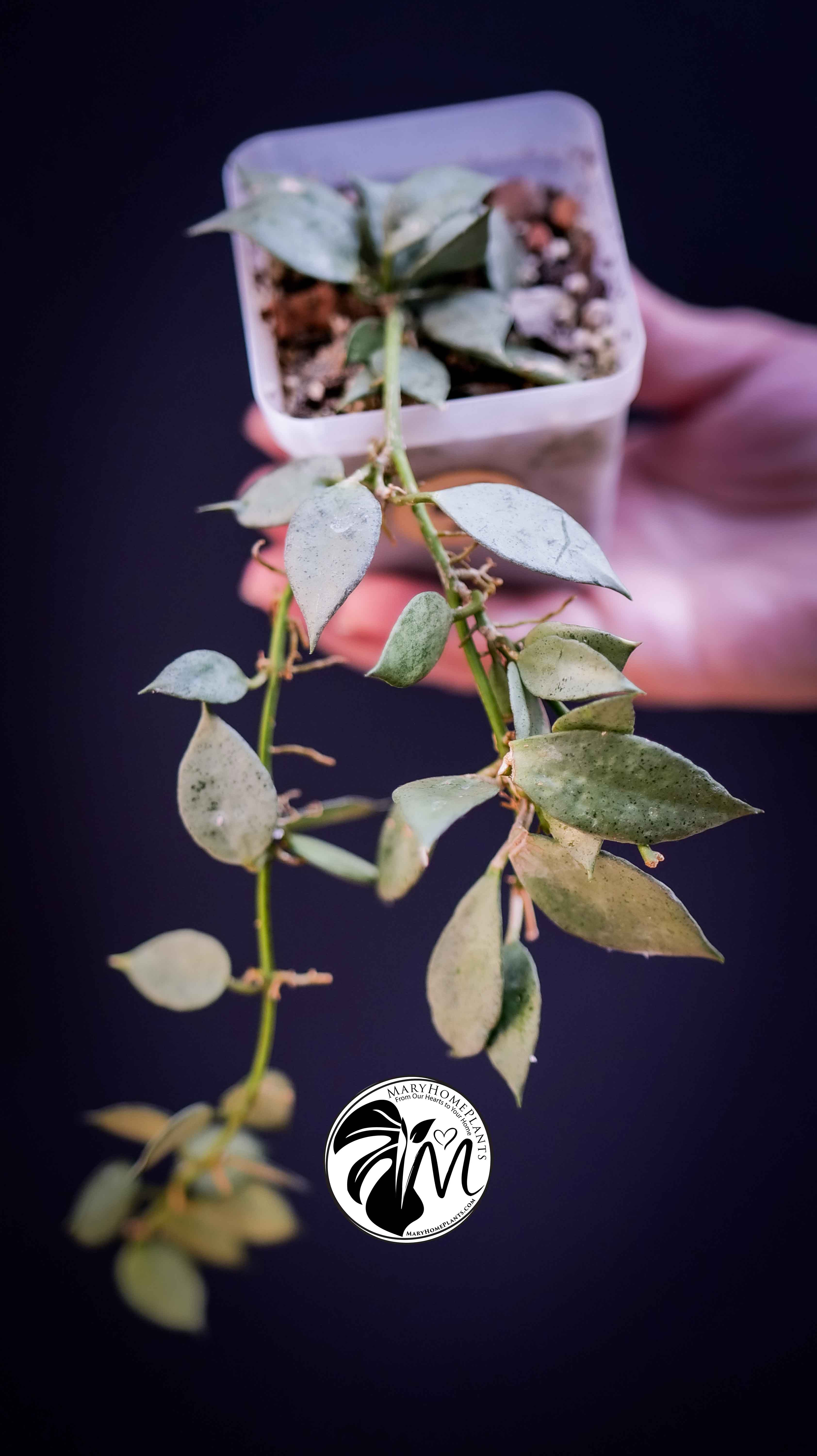 Hoya Lacunosa Silver