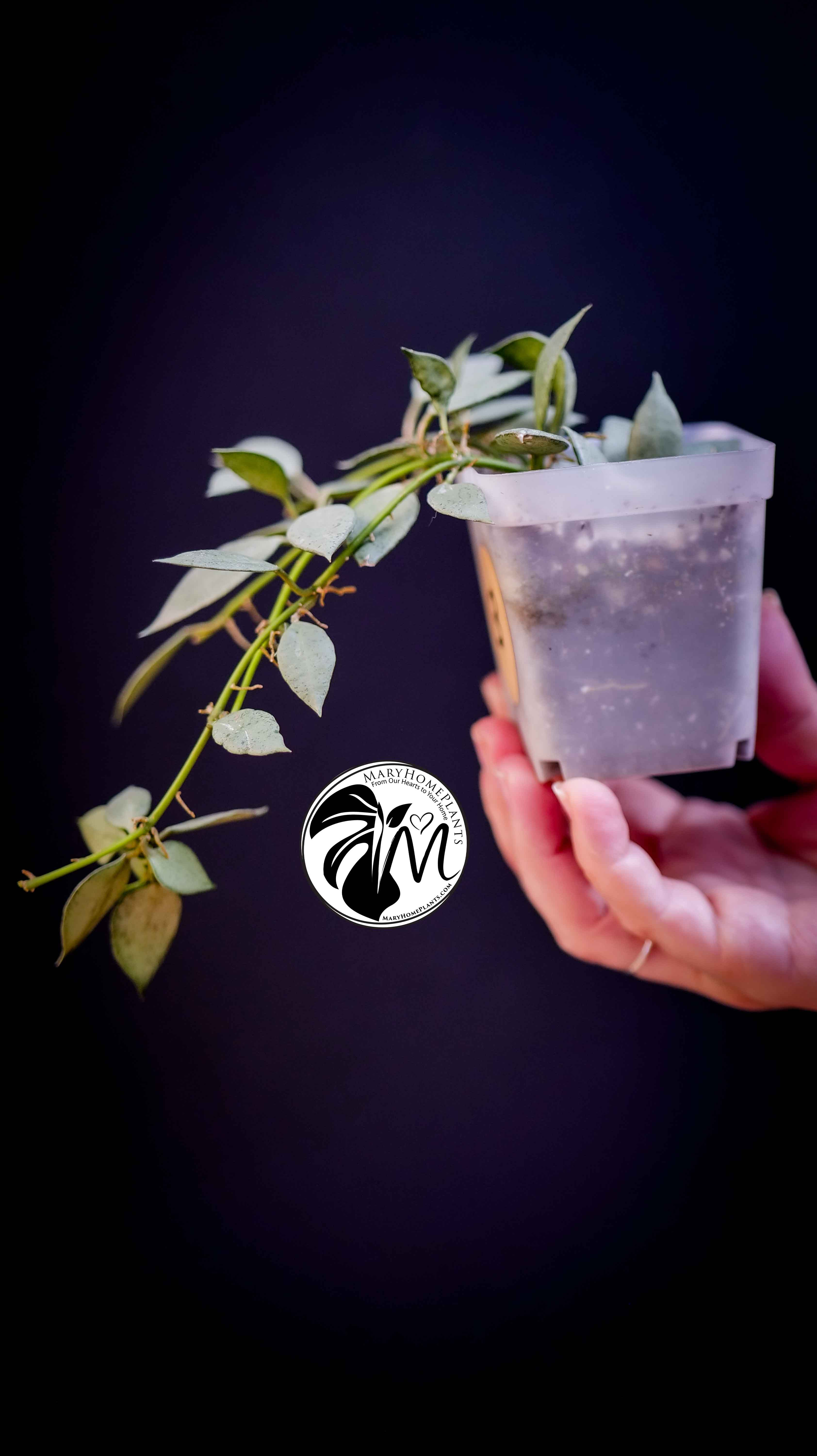 Hoya Lacunosa Silver