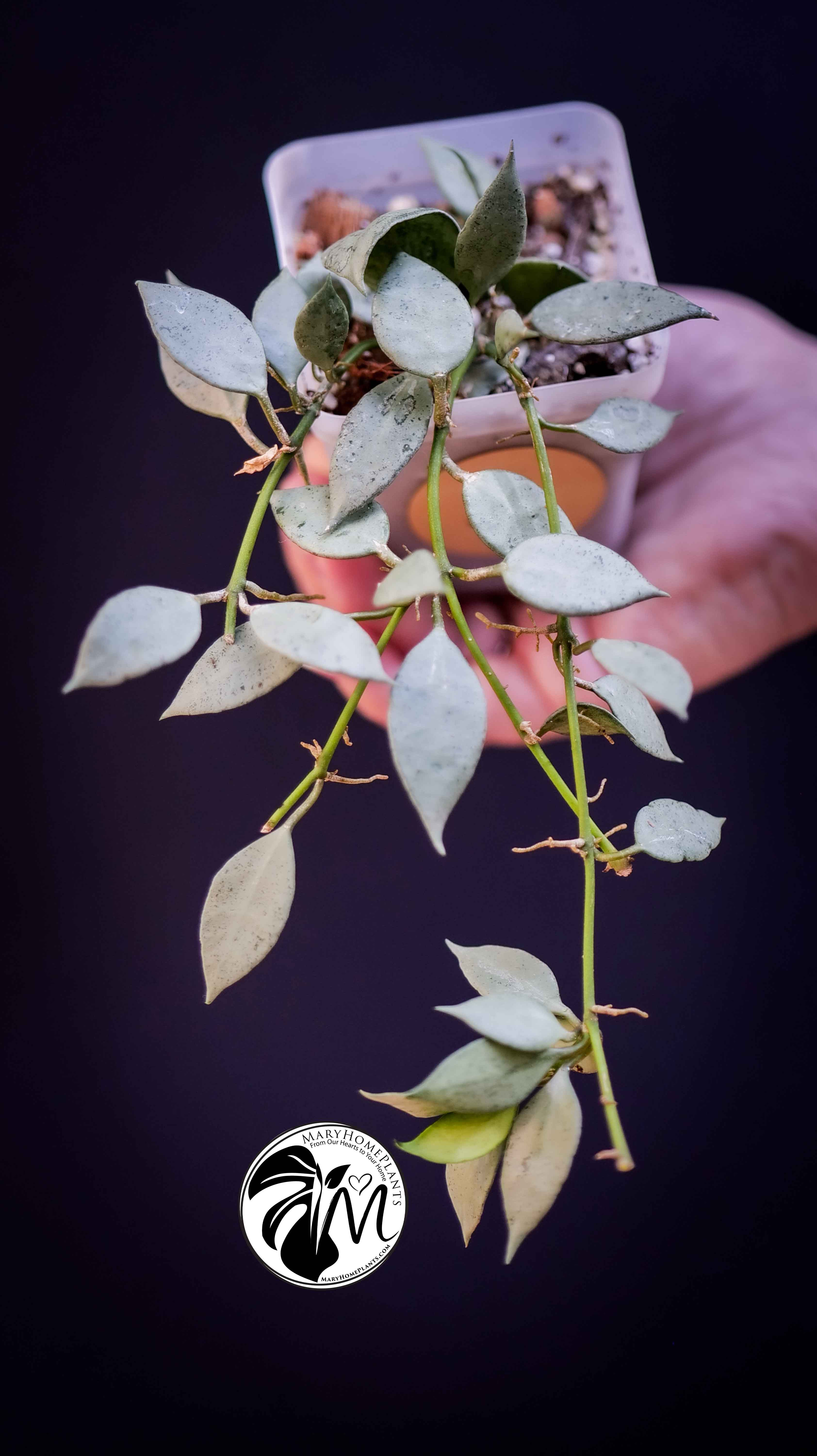 Hoya Lacunosa Silver