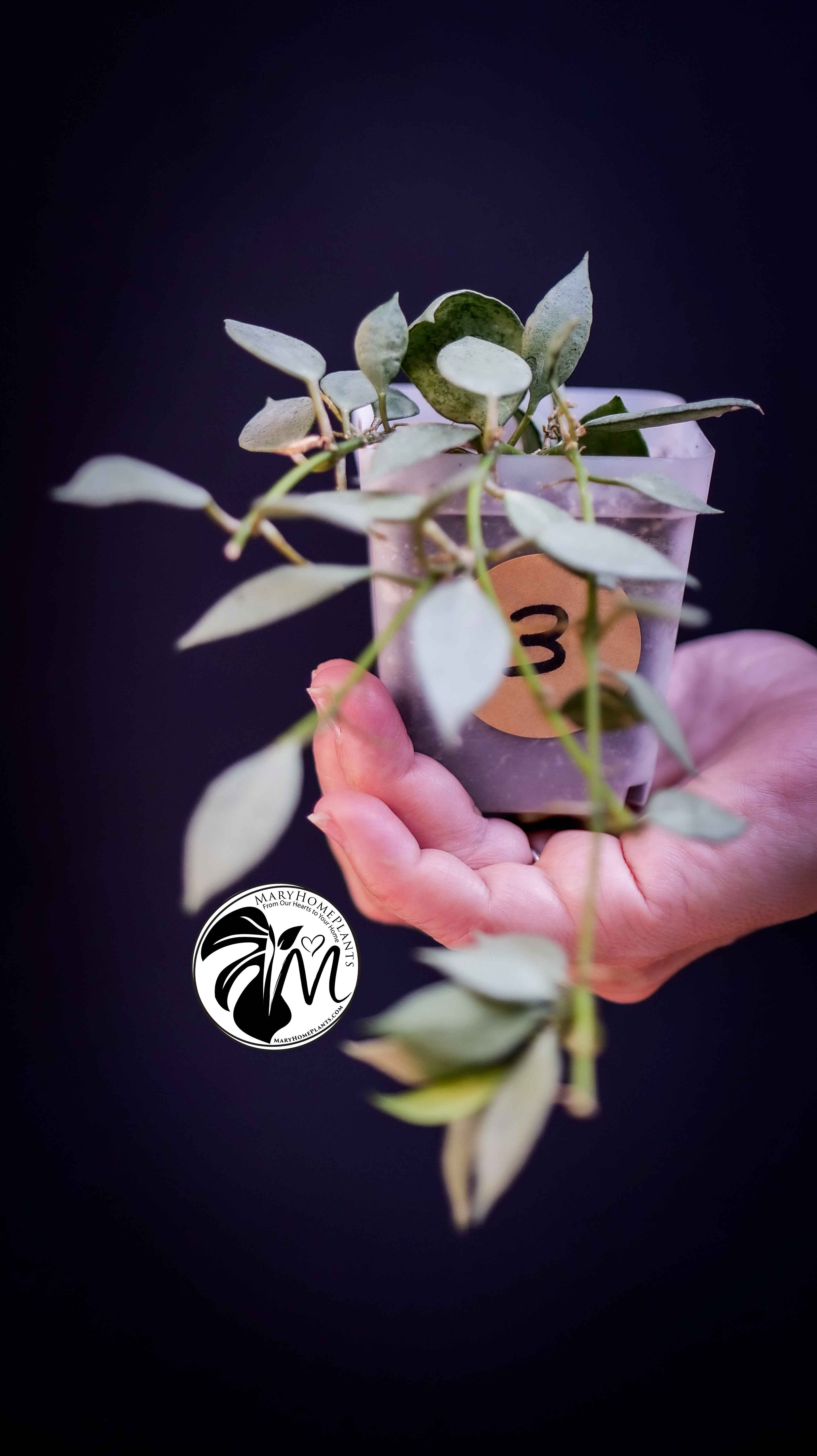Hoya Lacunosa Silver