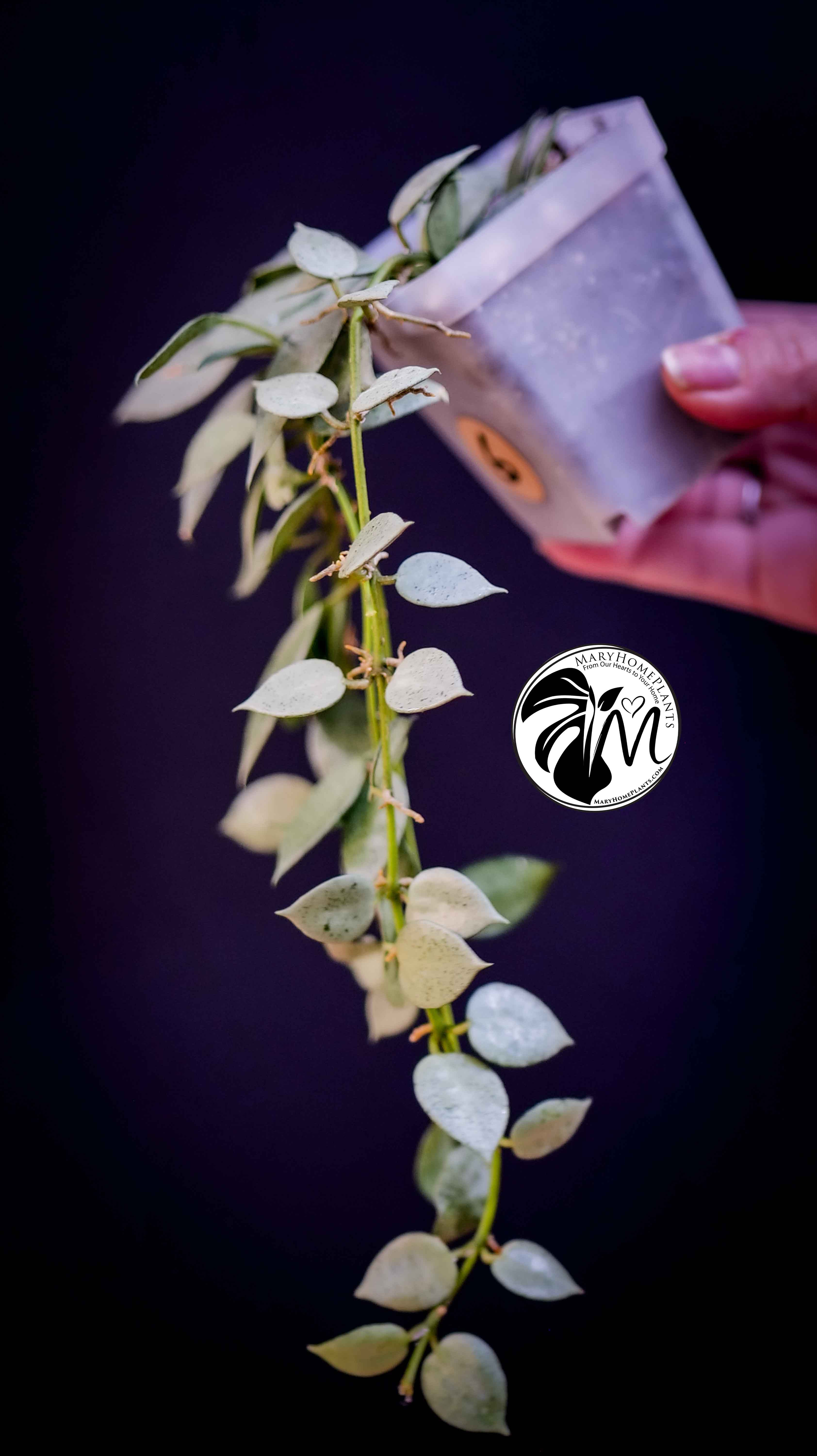 Hoya Lacunosa Silver