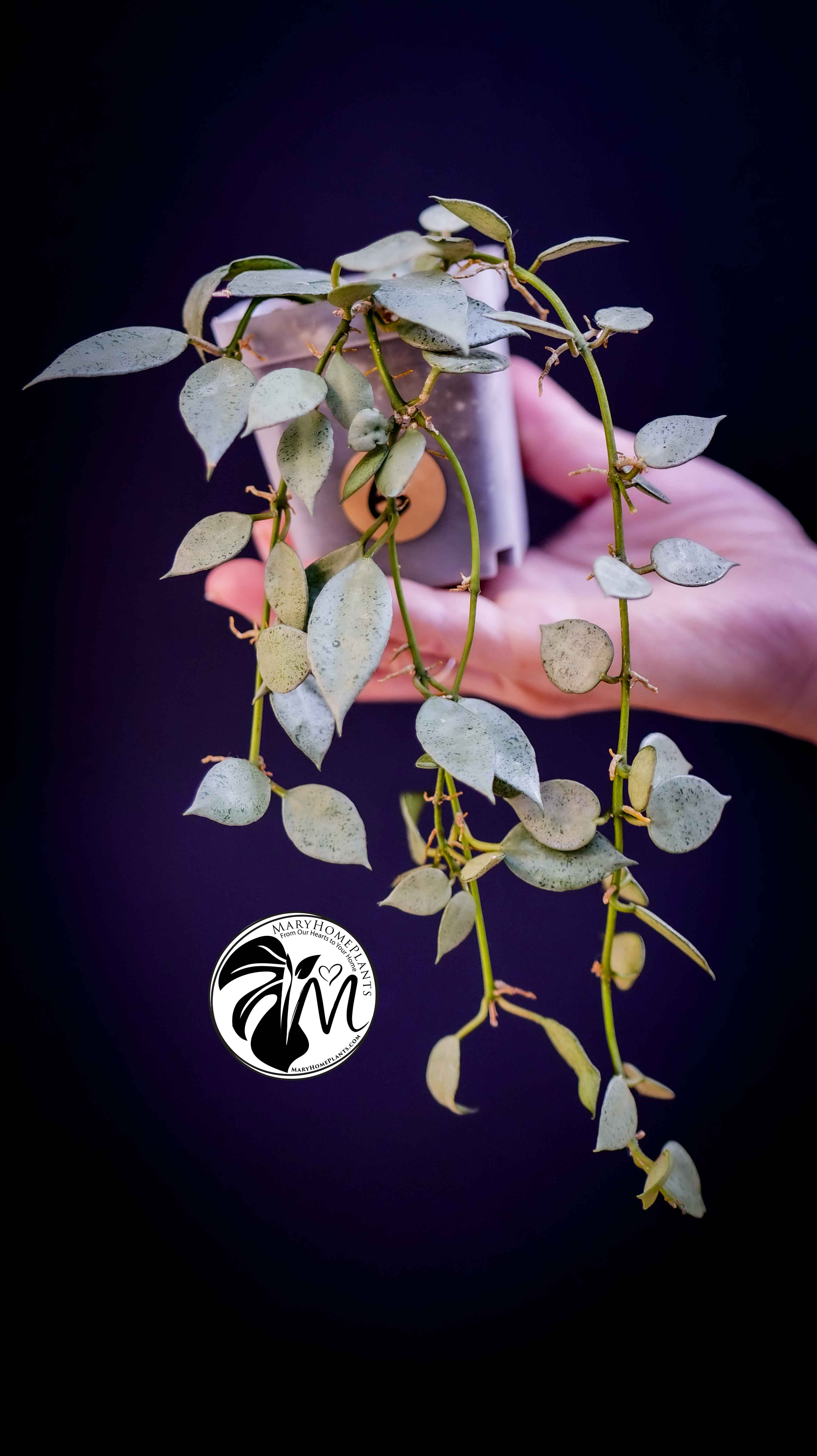 Hoya Lacunosa Silver