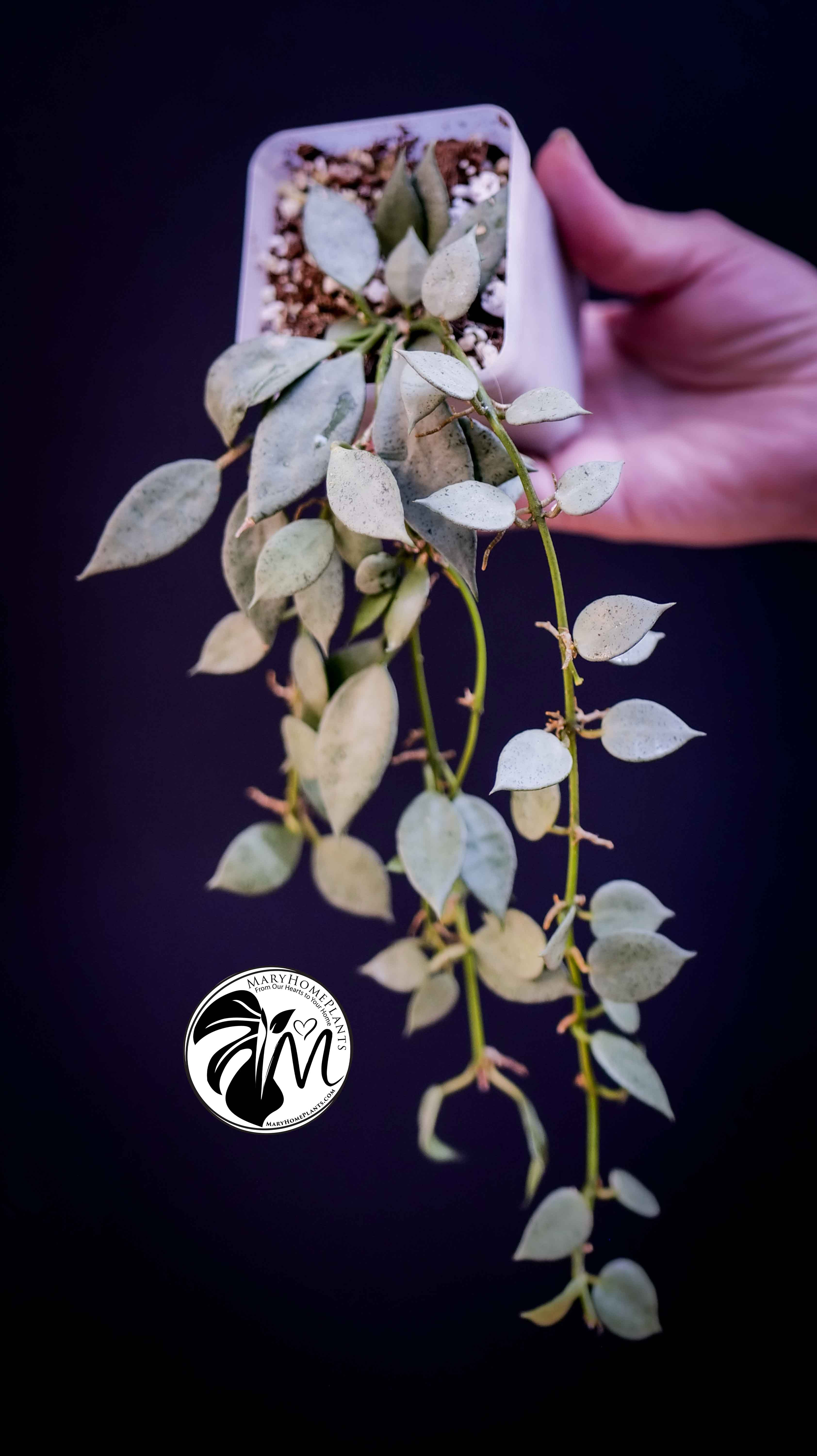 Hoya Lacunosa Silver