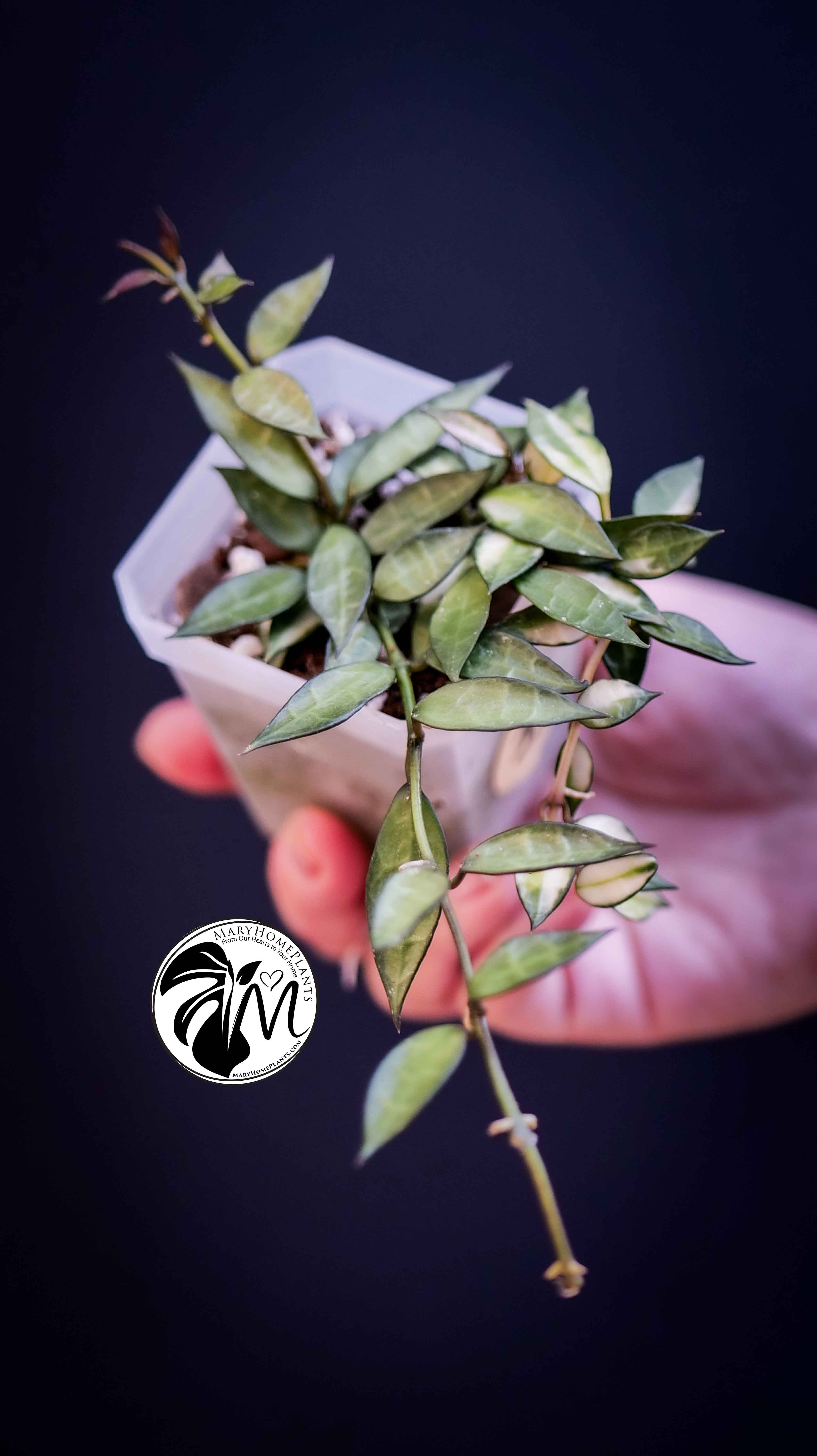Hoya Lacunosa Silver