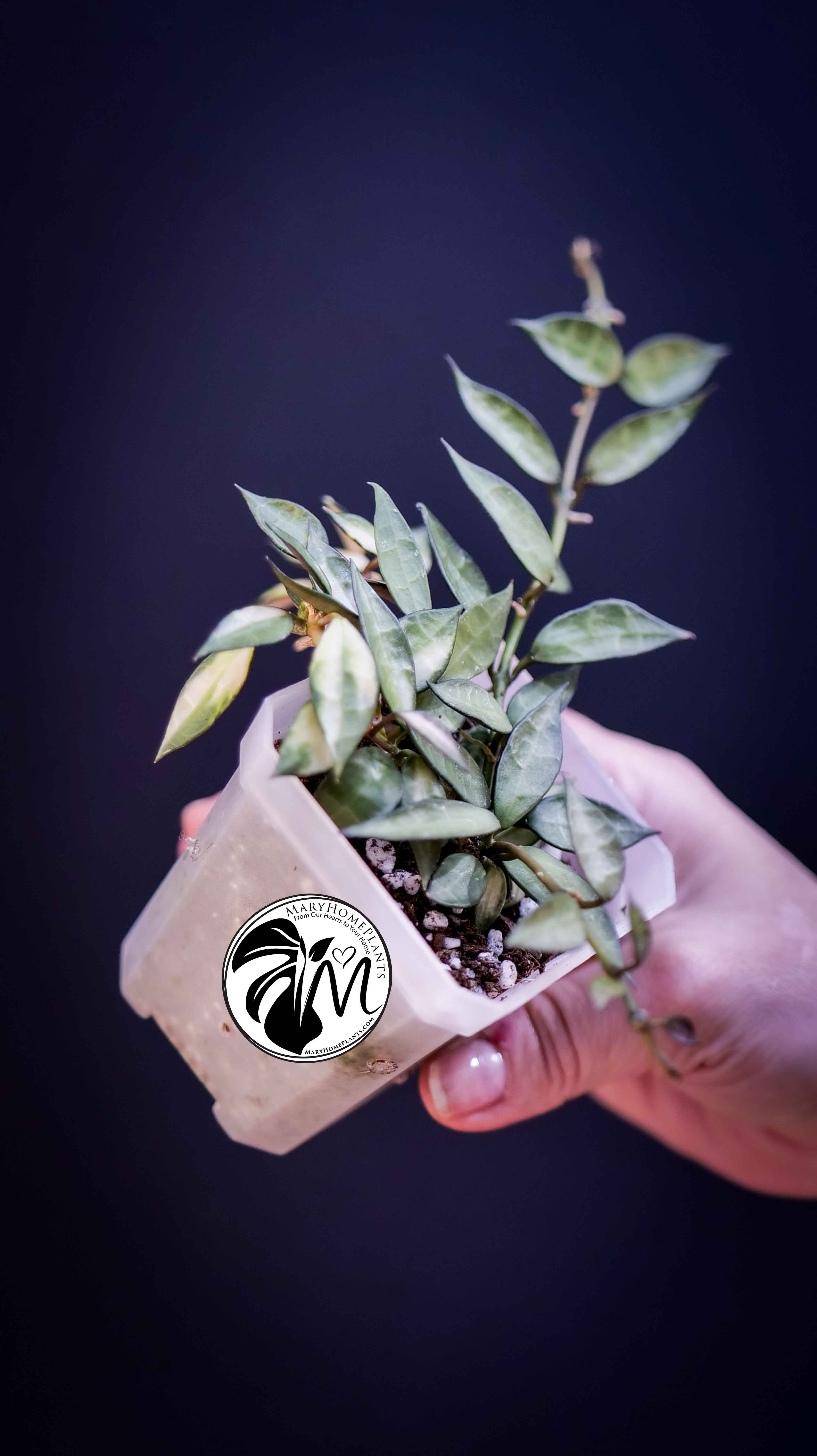 Hoya Lacunosa Silver