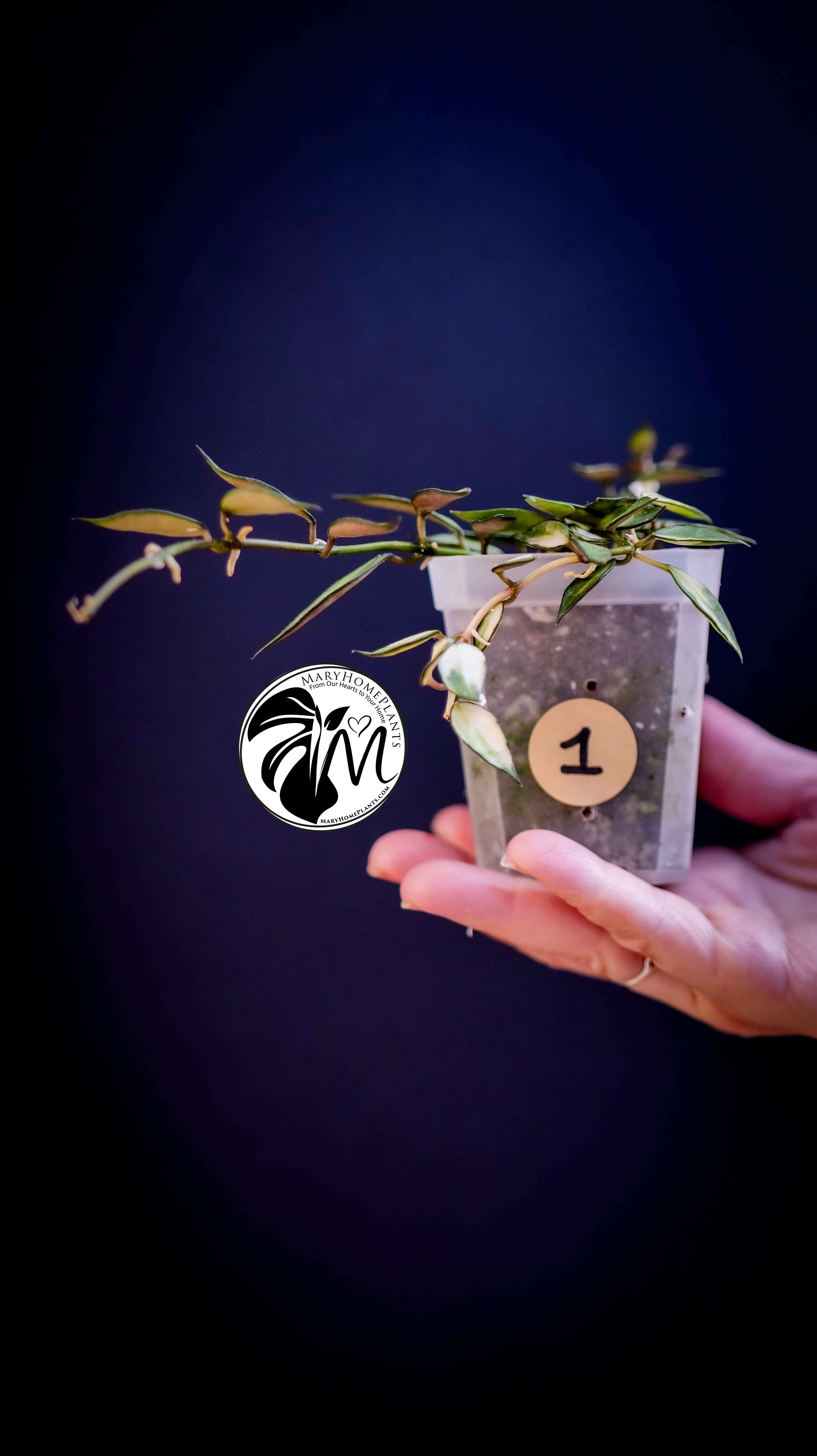 Hoya Lacunosa Silver