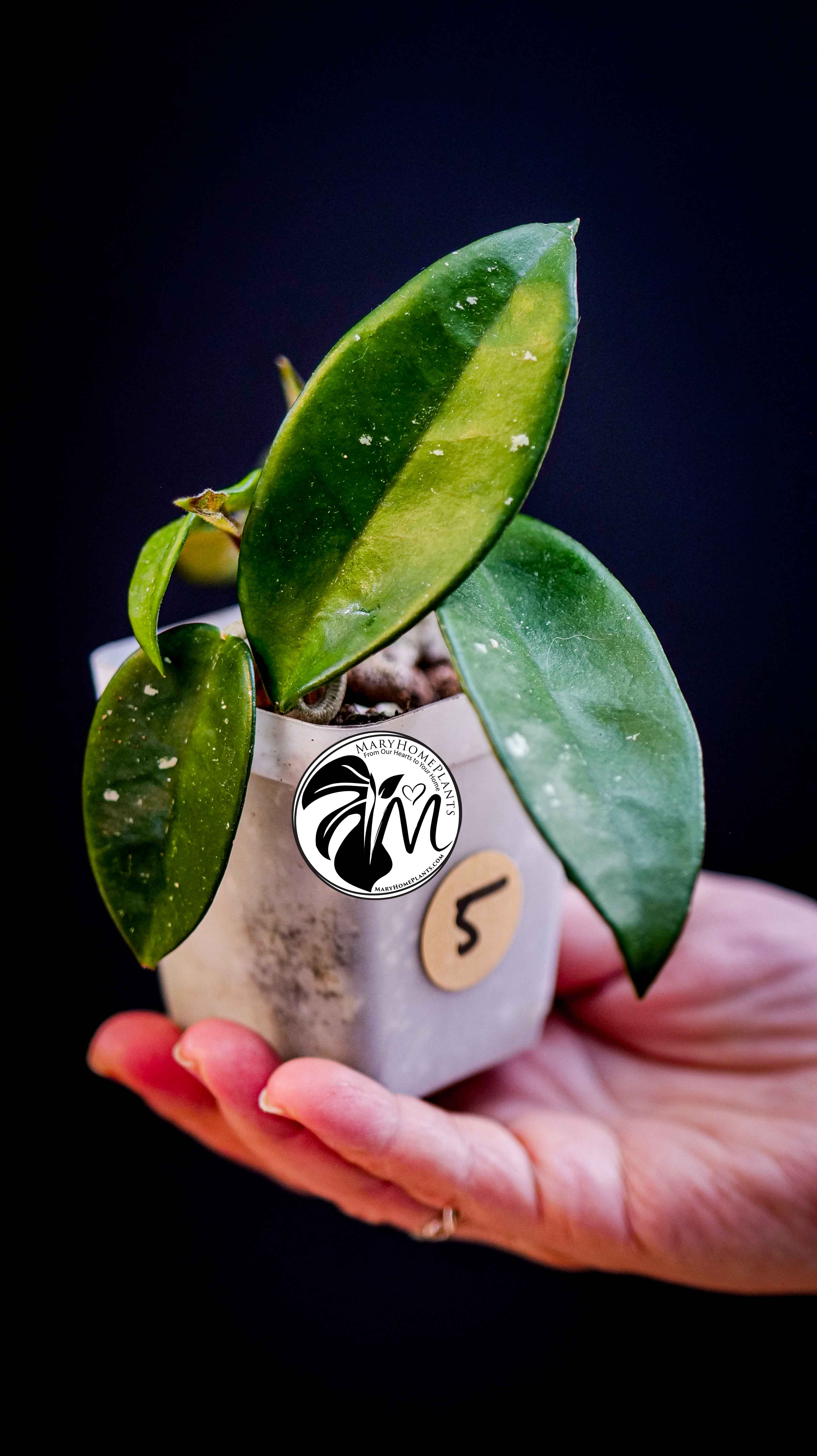 Hoya Carnosa