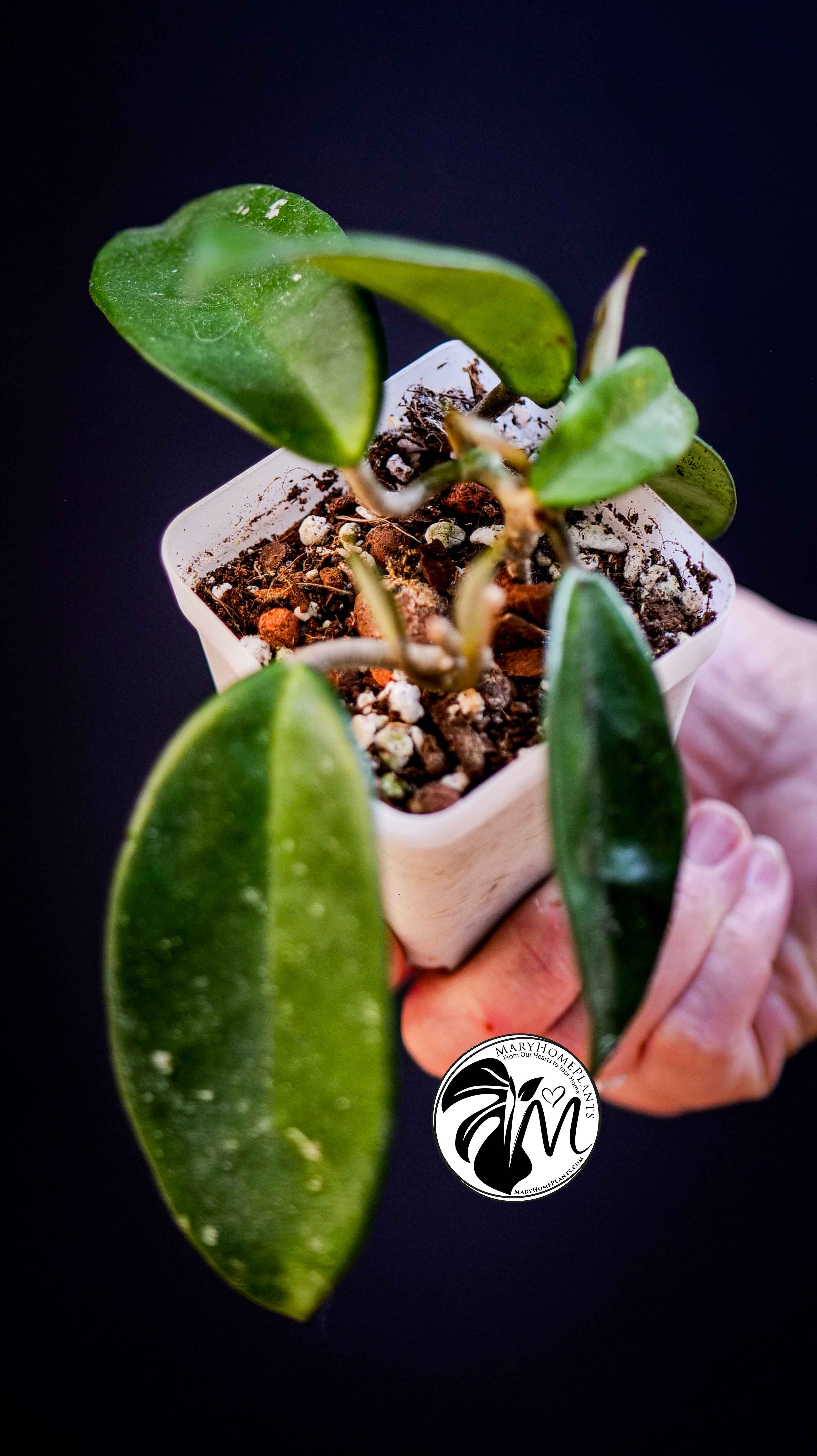Hoya Carnosa