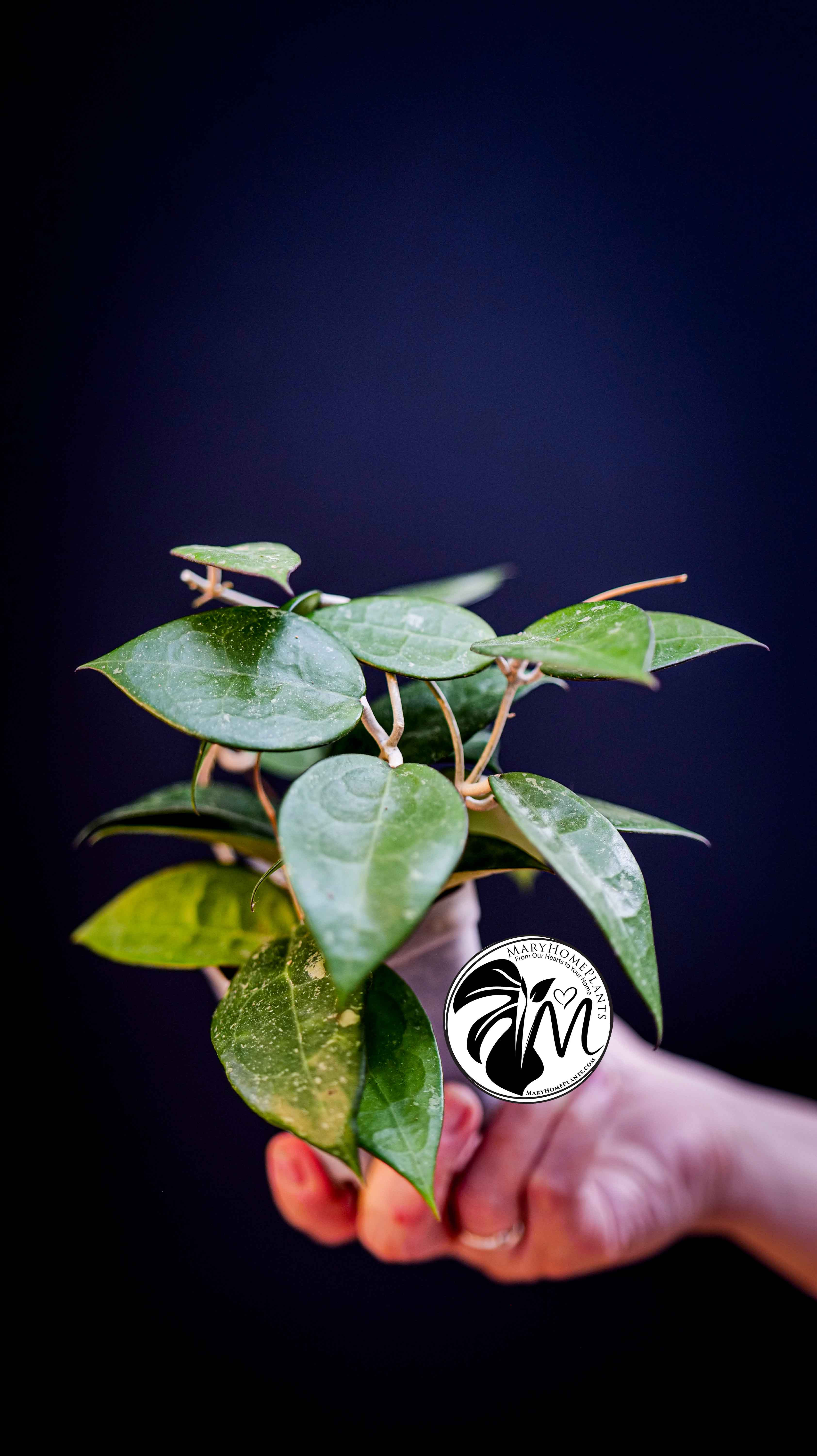 Hoya Parasitica Black Edge