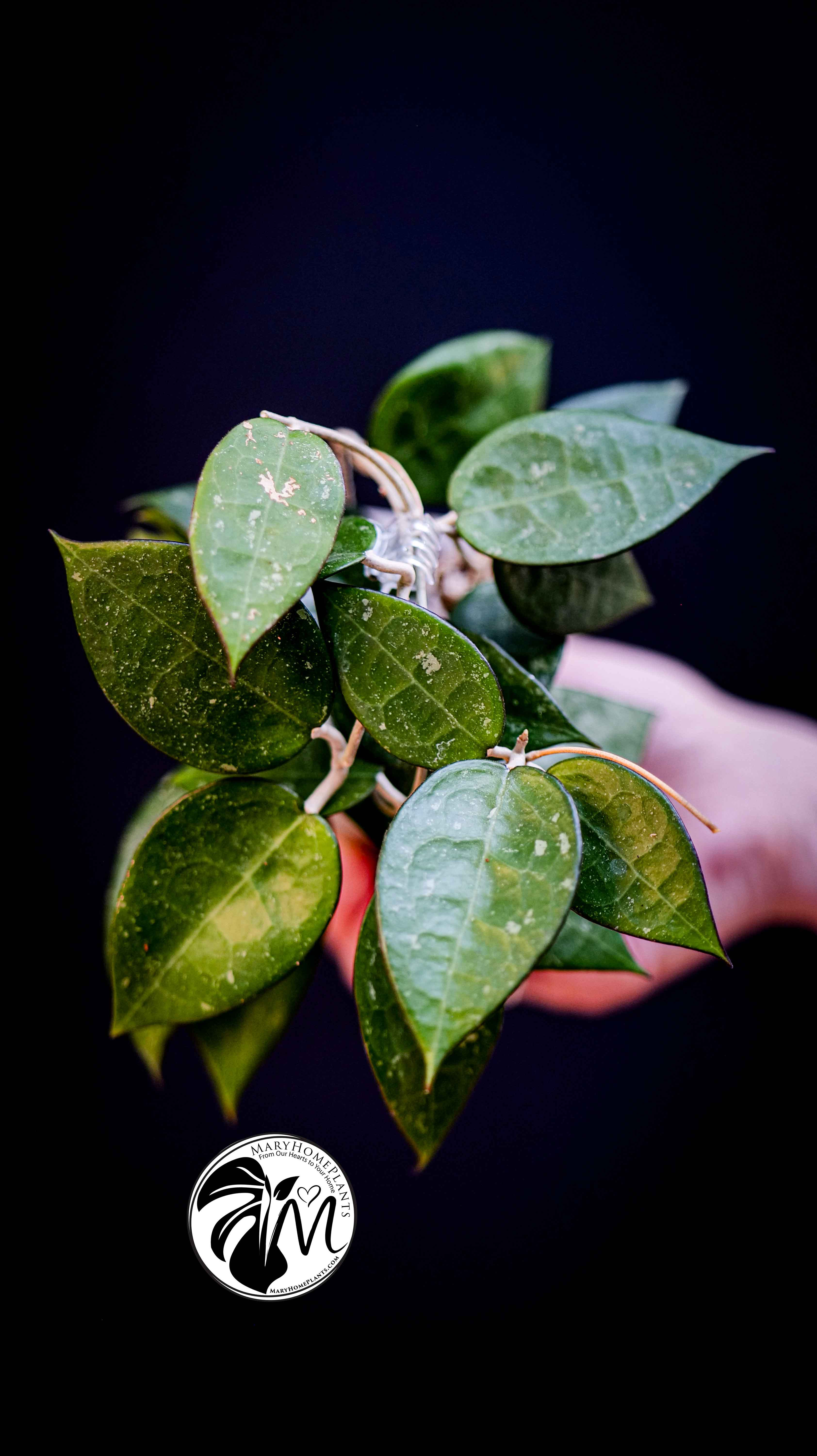 Hoya Parasitica Black Edge