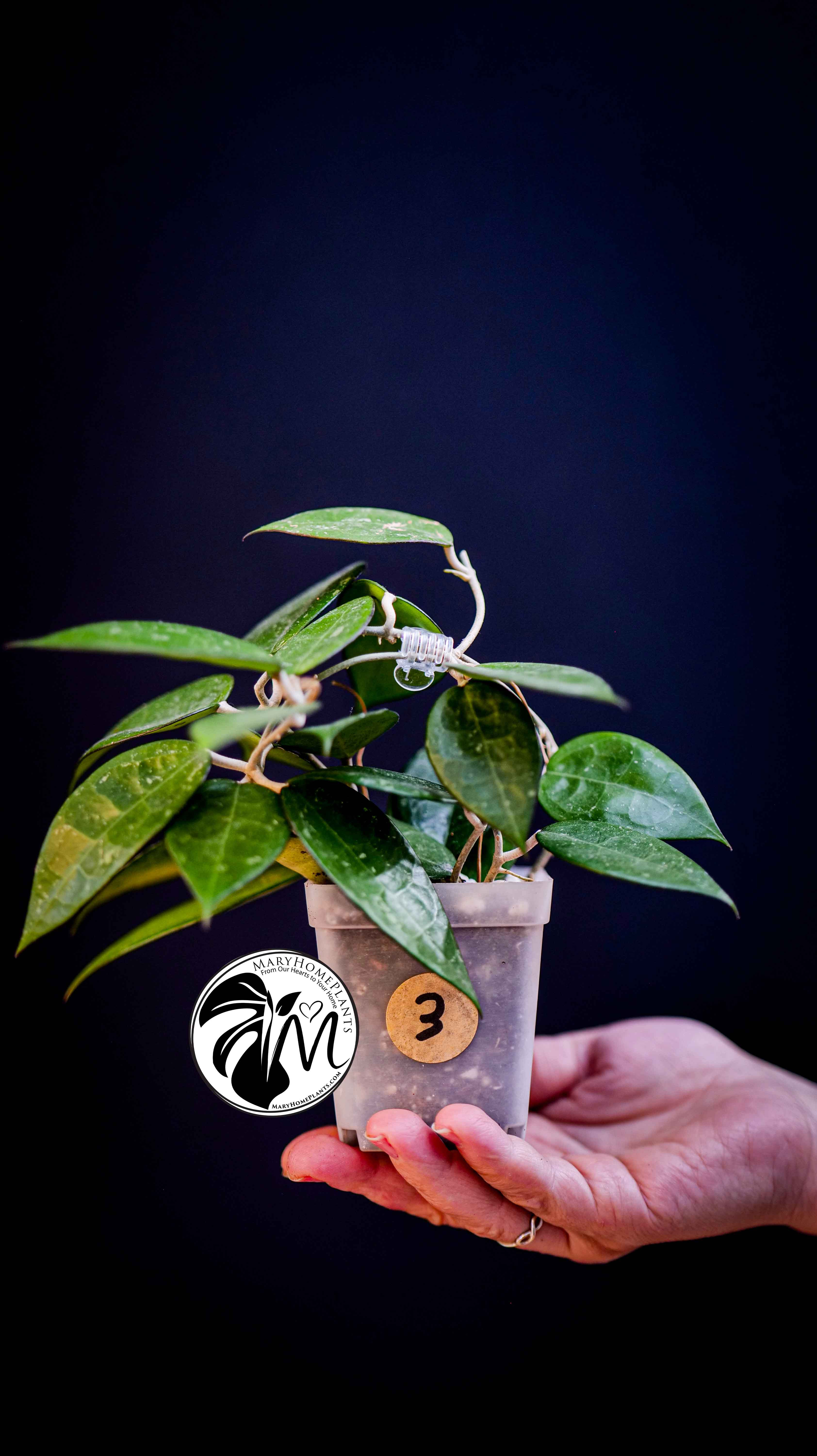 Hoya Parasitica Black Edge