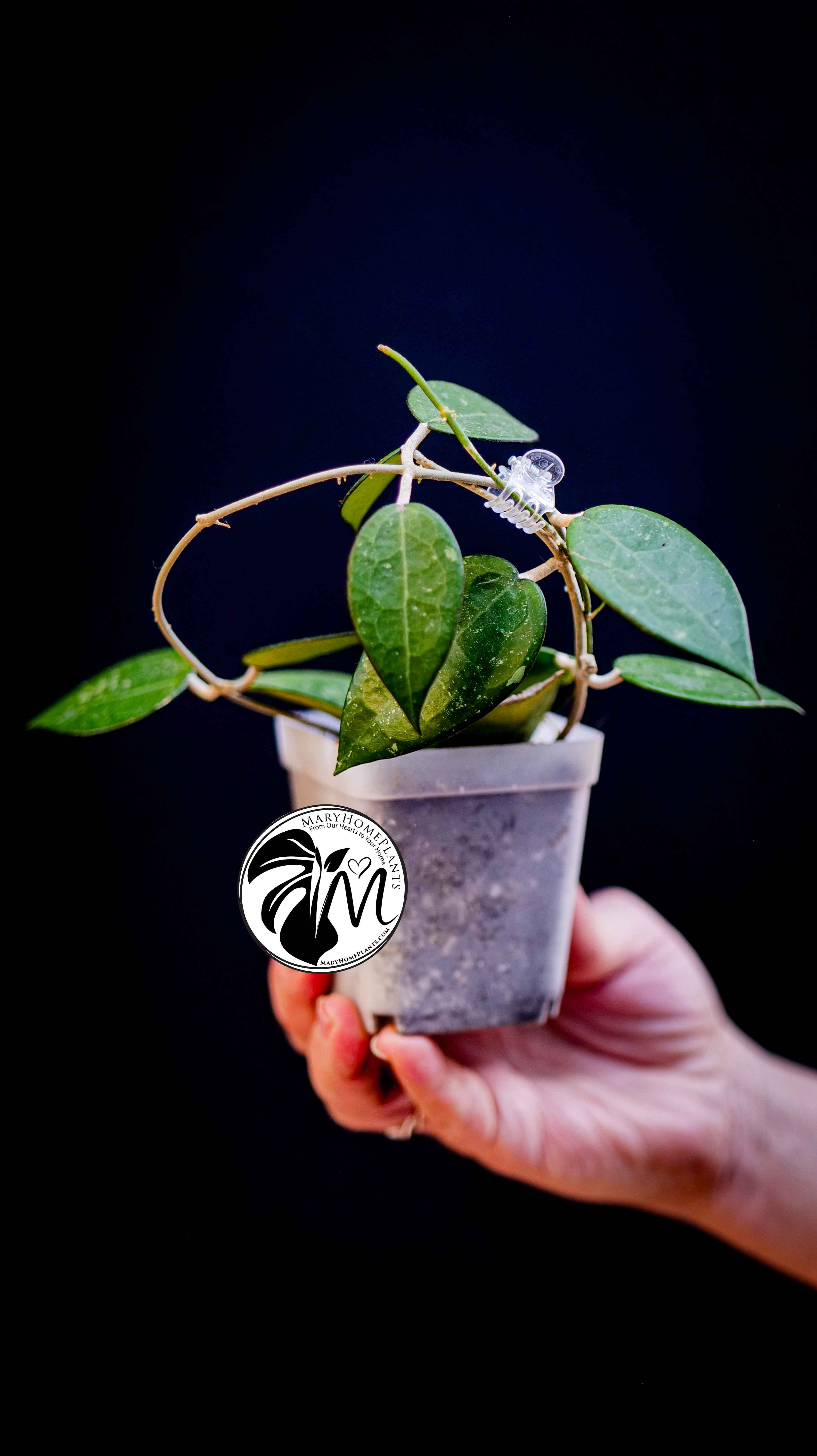 Hoya Parasitica Black Edge