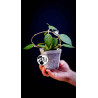 Hoya Parasitica Black Edge