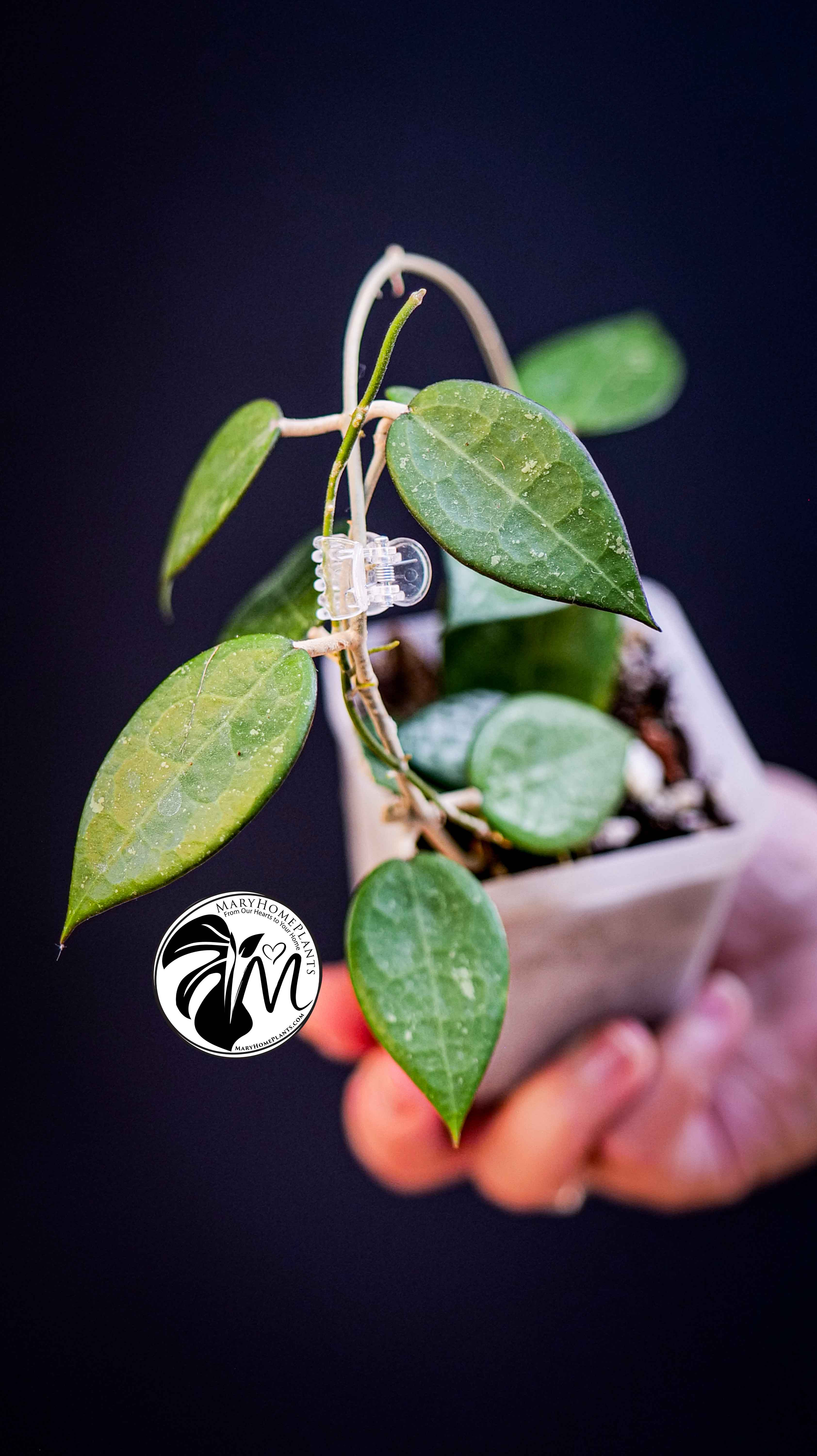 Hoya Parasitica Black Edge