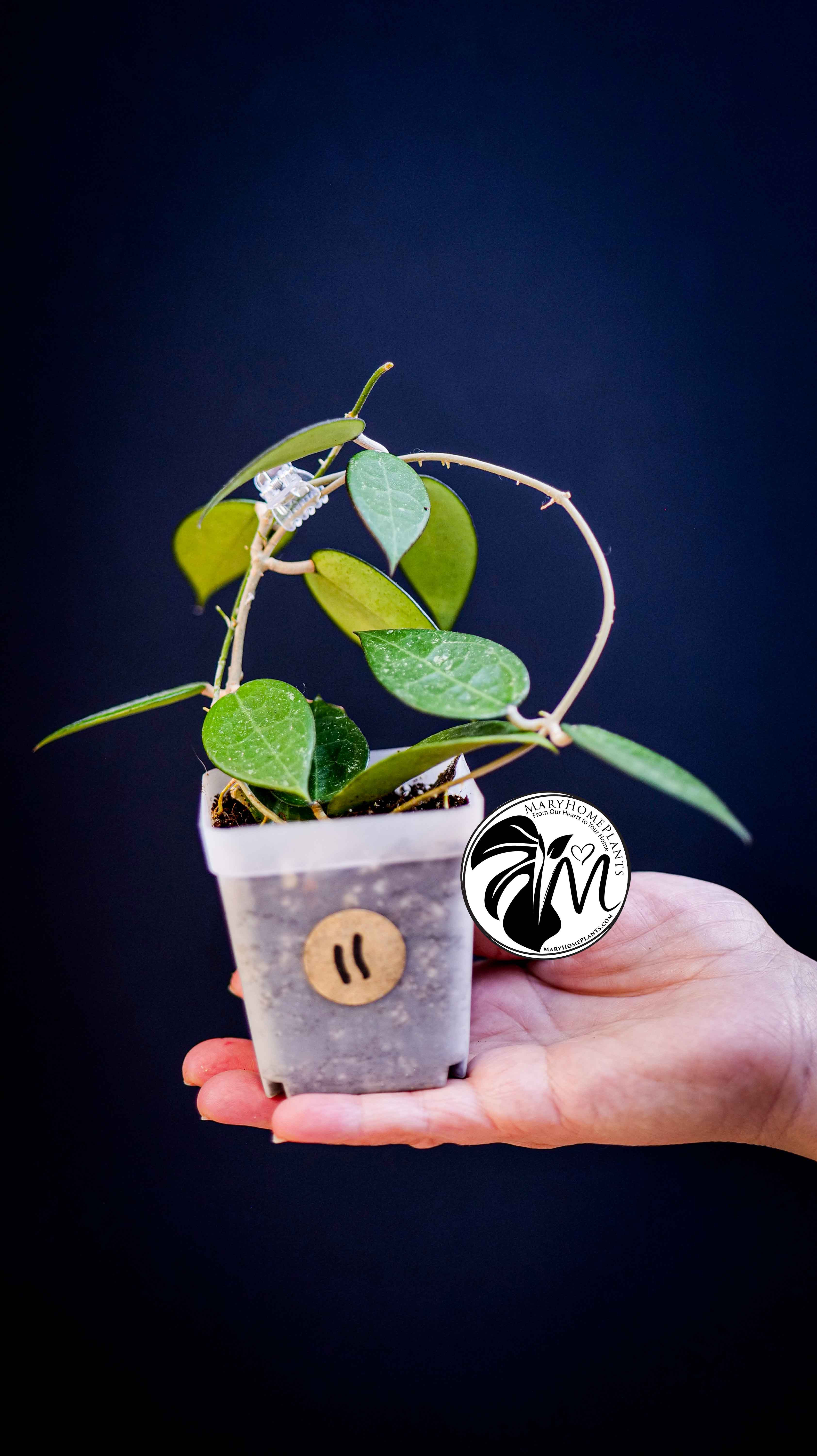 Hoya Parasitica Black Edge