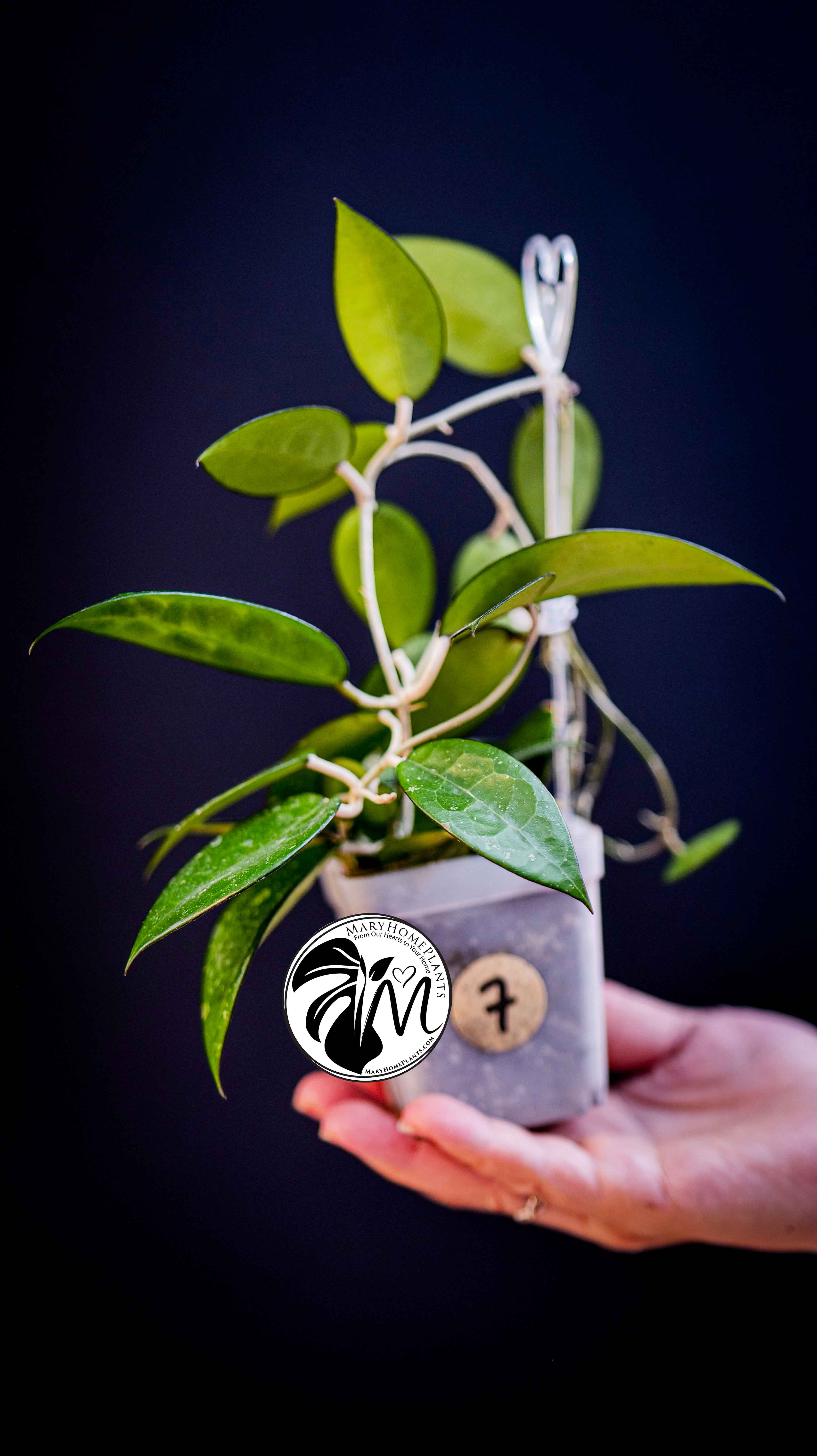 Hoya Parasitica Black Edge