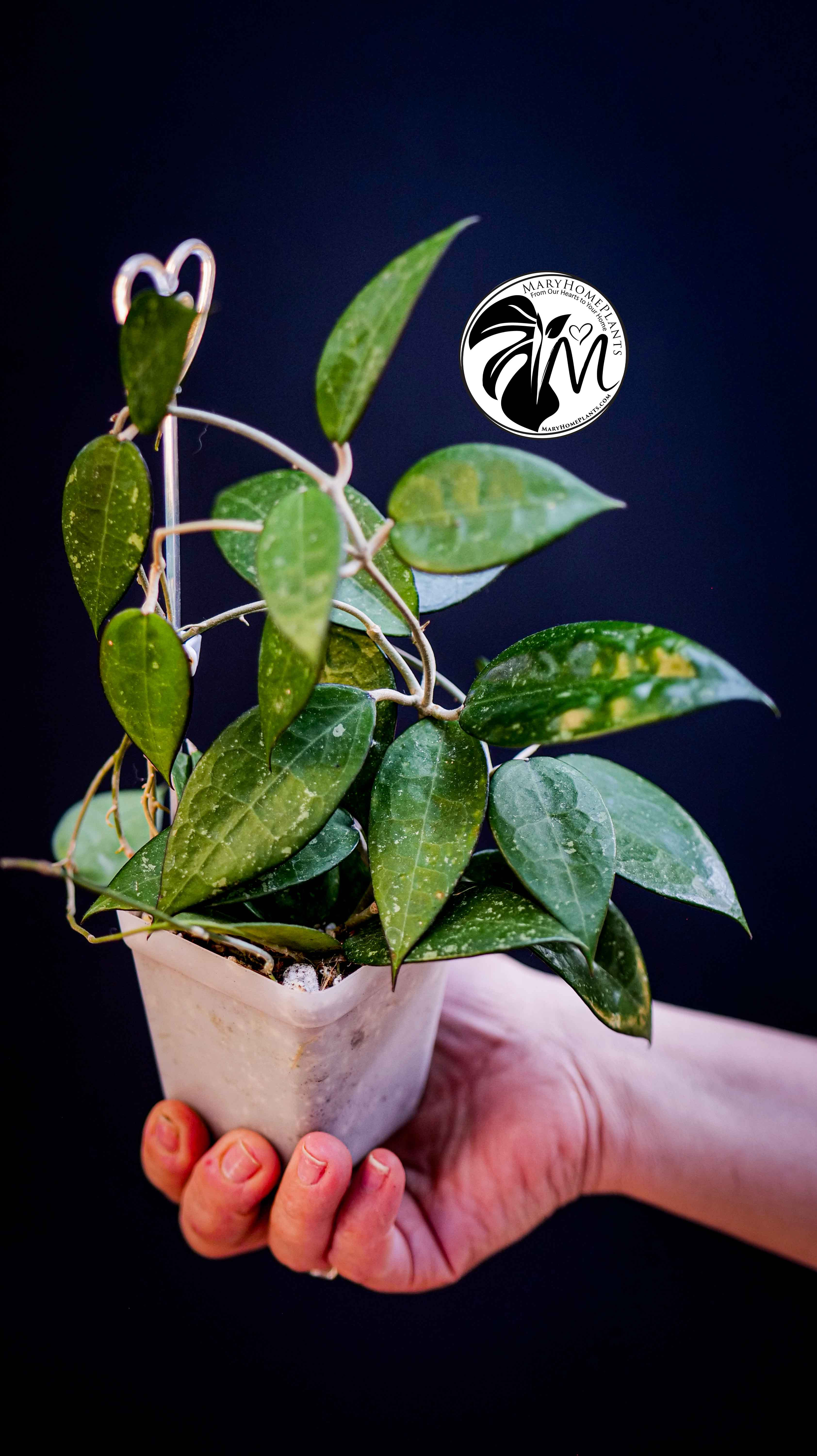 Hoya Parasitica Black Edge