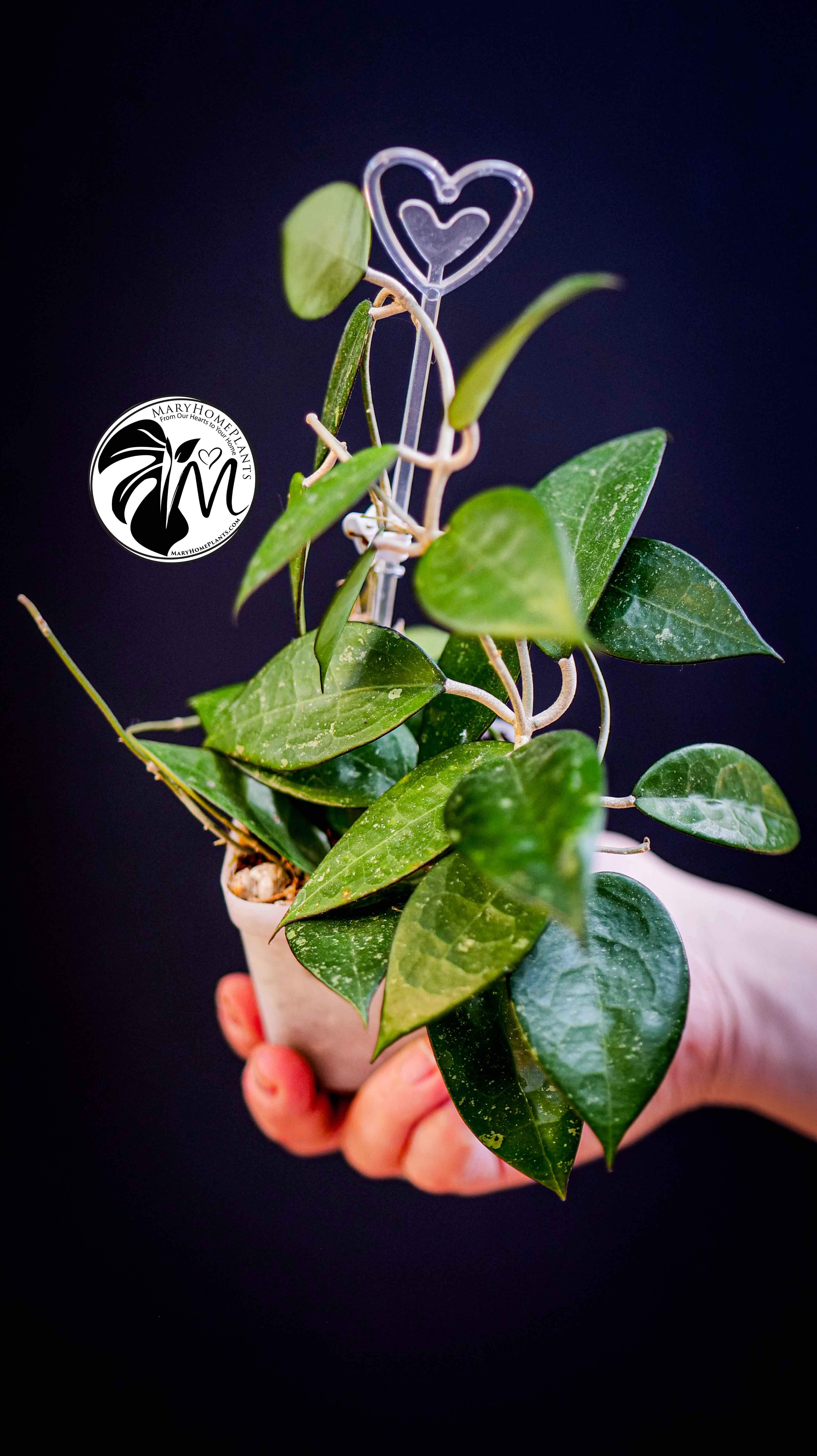Hoya Parasitica Black Edge