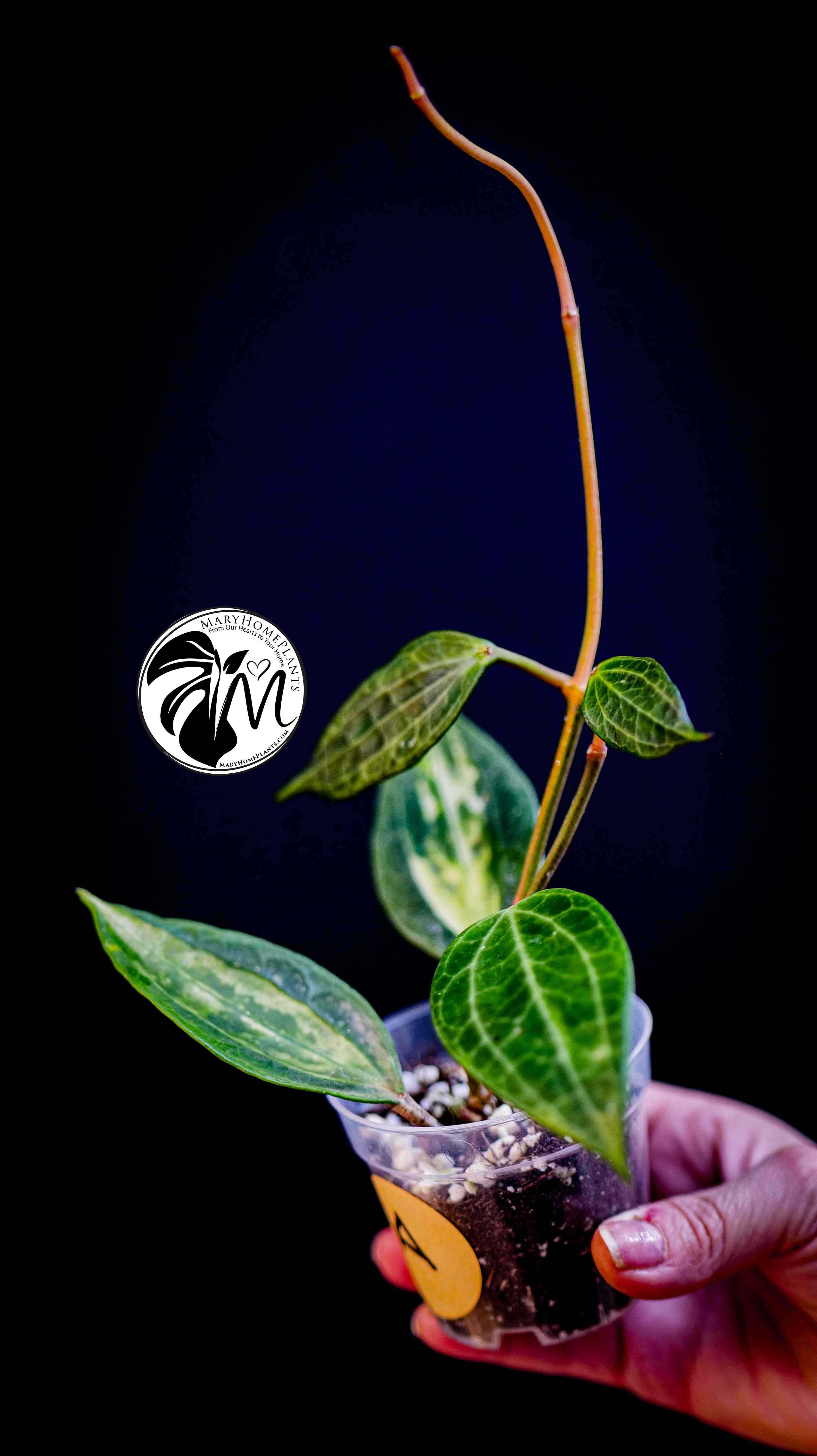 Hoya Latifolia Pot of Gold