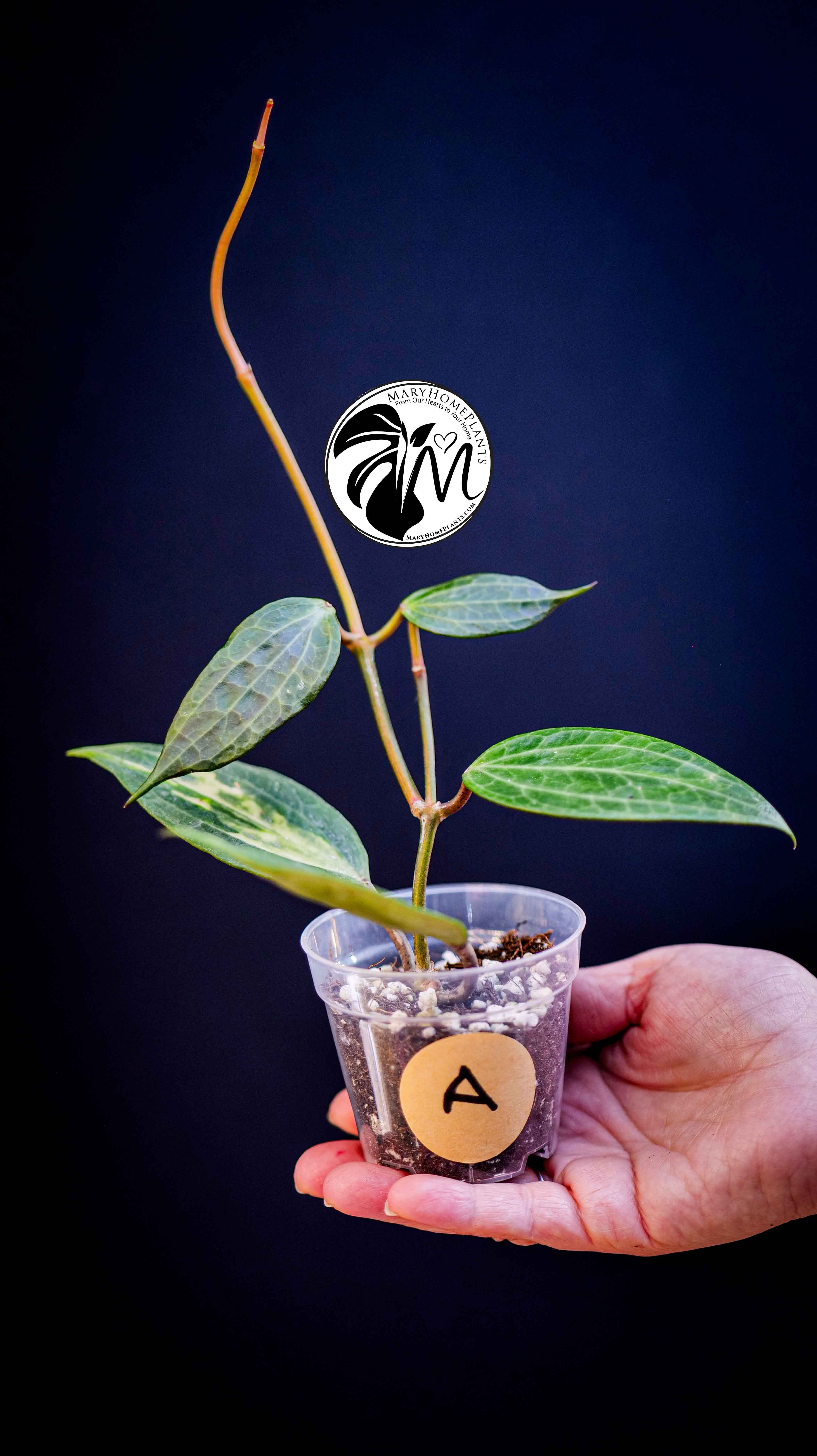 Hoya Latifolia Pot of Gold