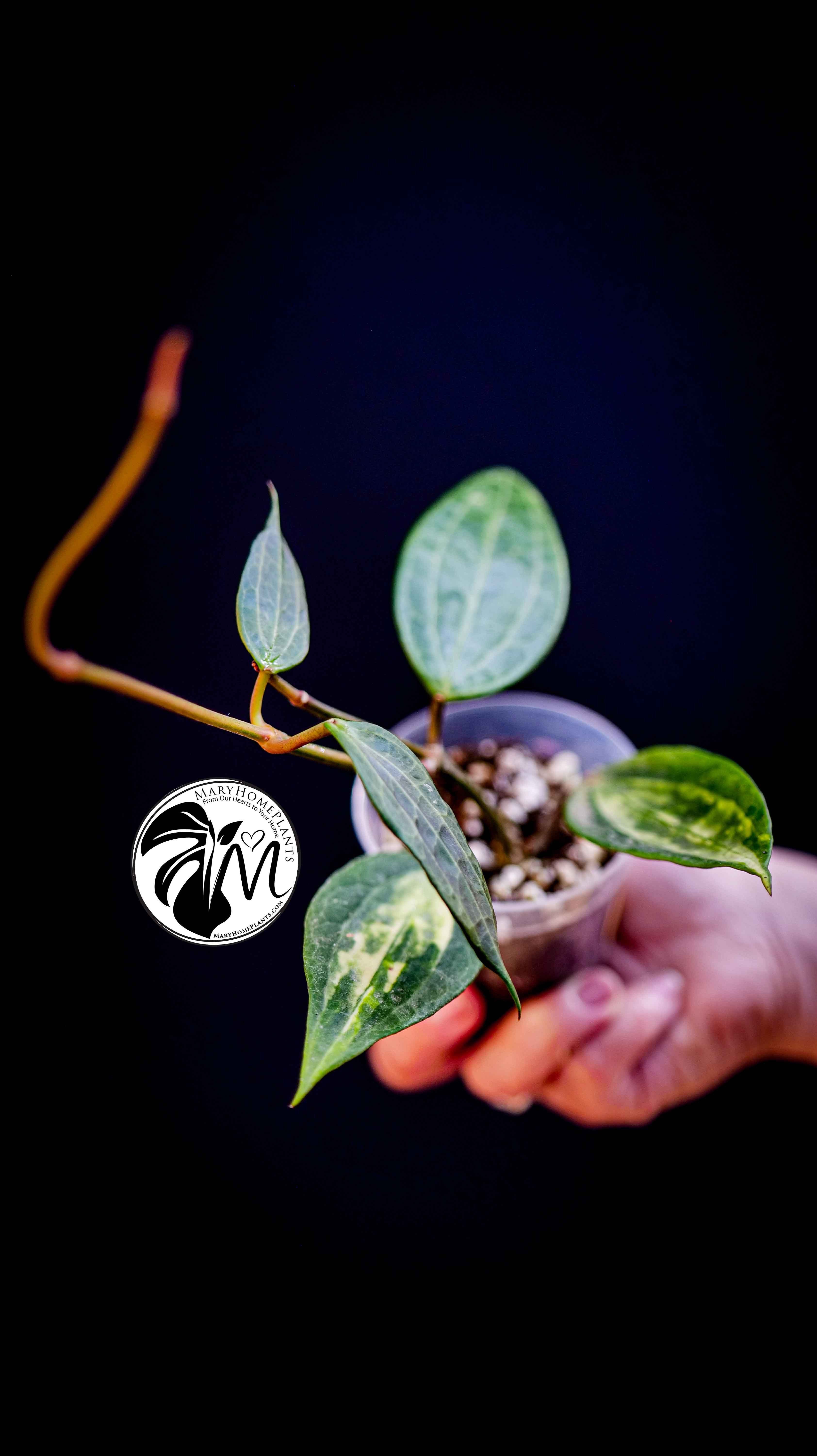 Hoya Latifolia Pot of Gold