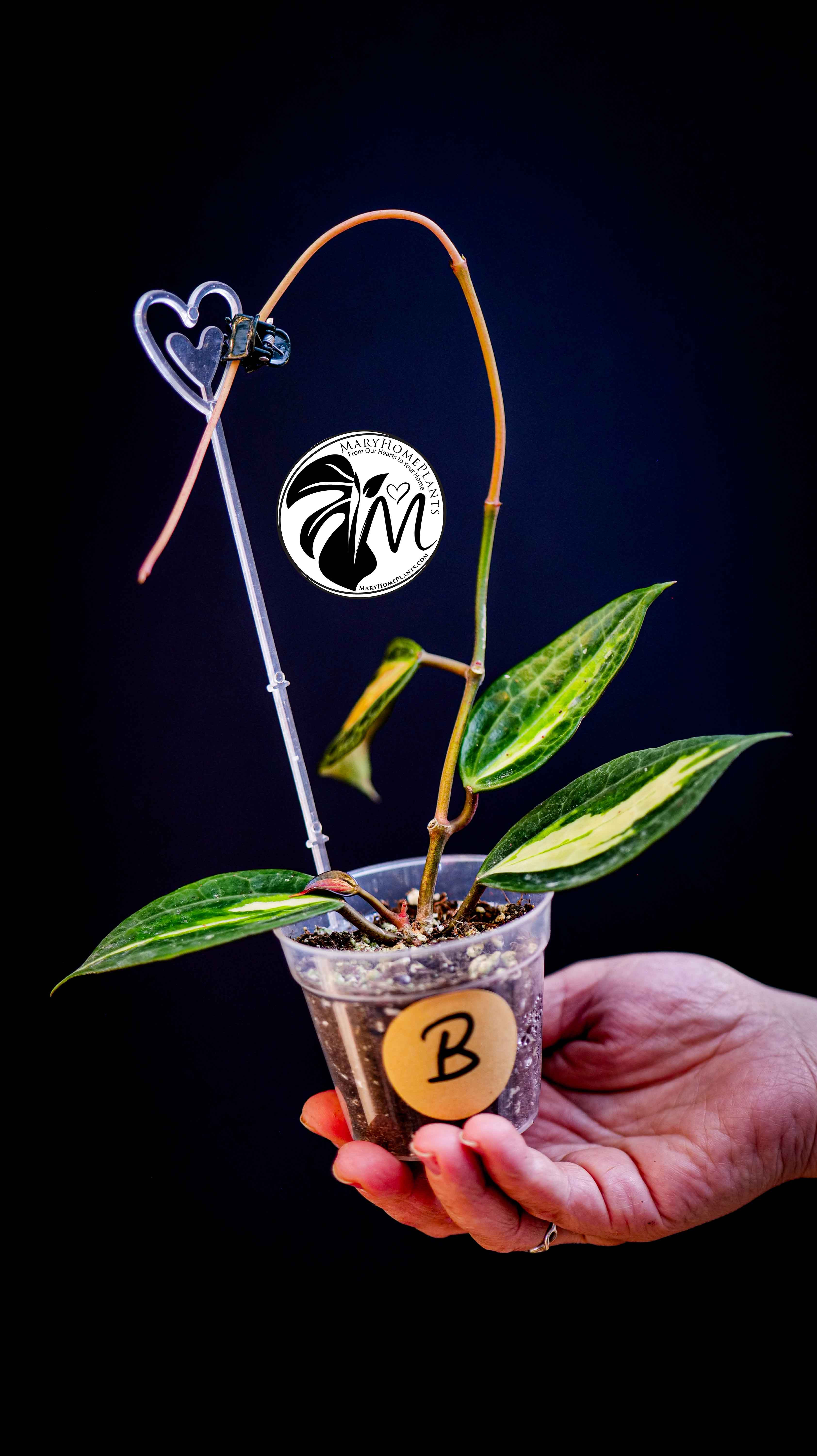 Hoya Latifolia Pot of Gold