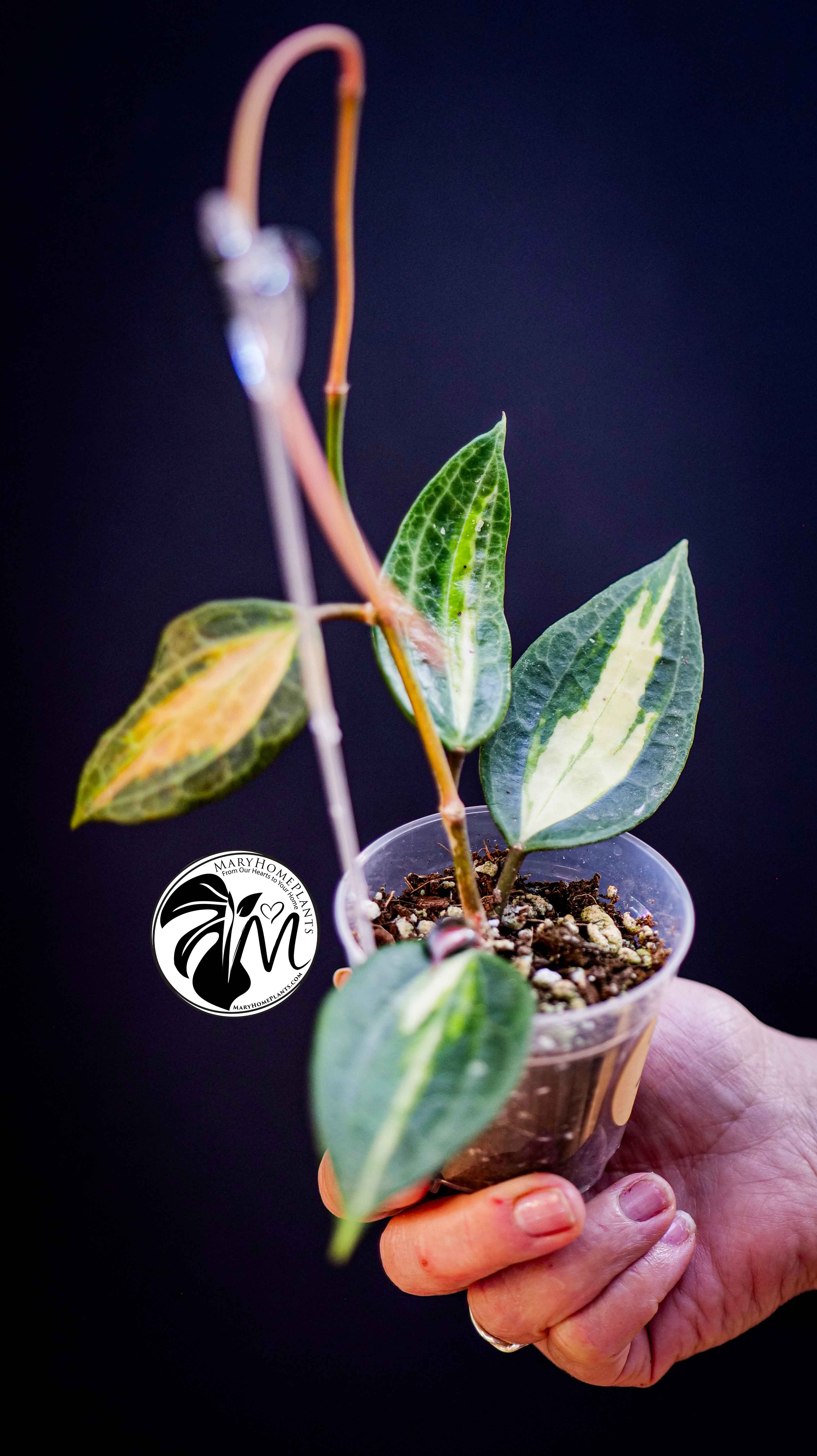Hoya Latifolia Pot of Gold