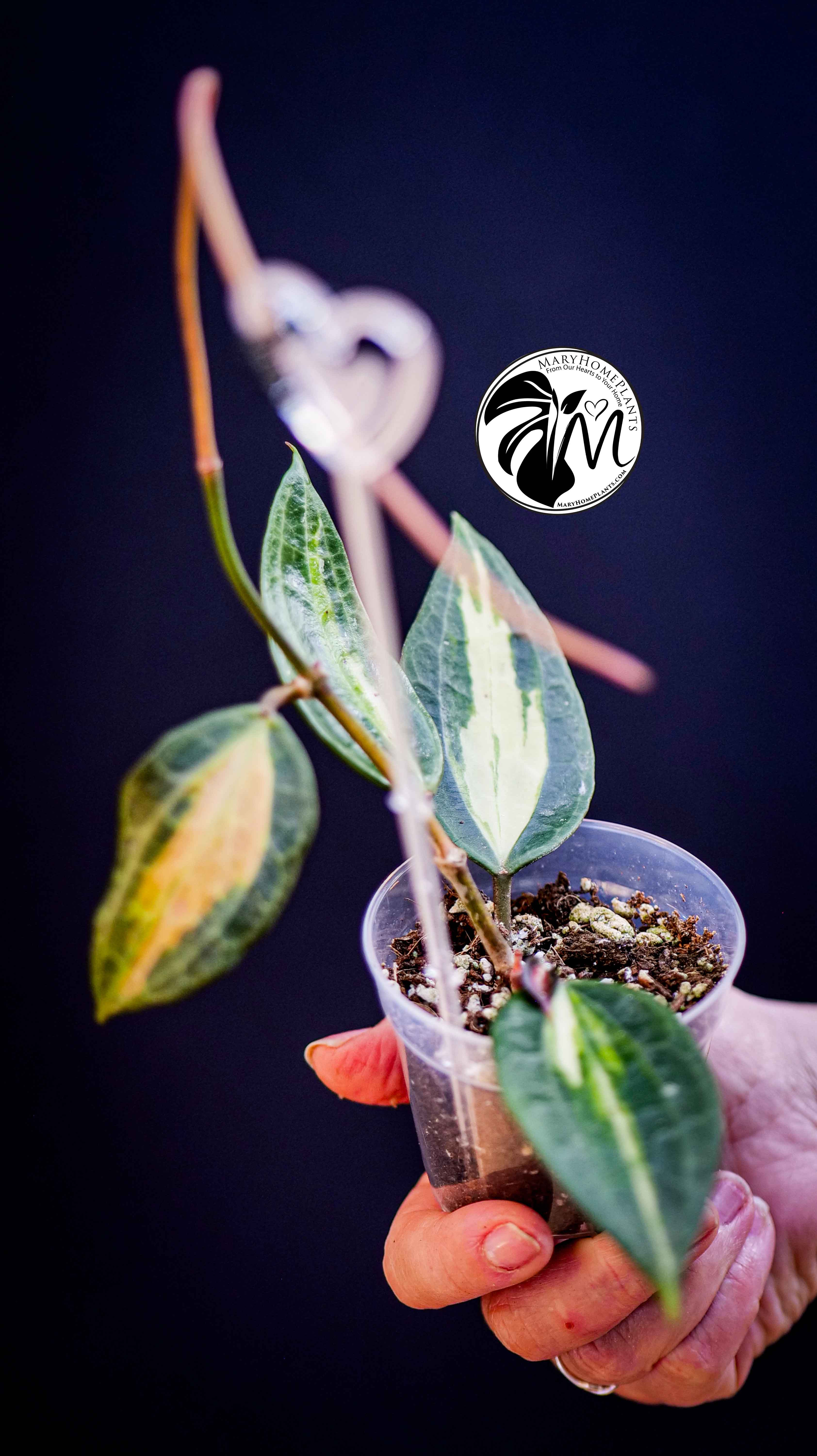 Hoya Latifolia Pot of Gold