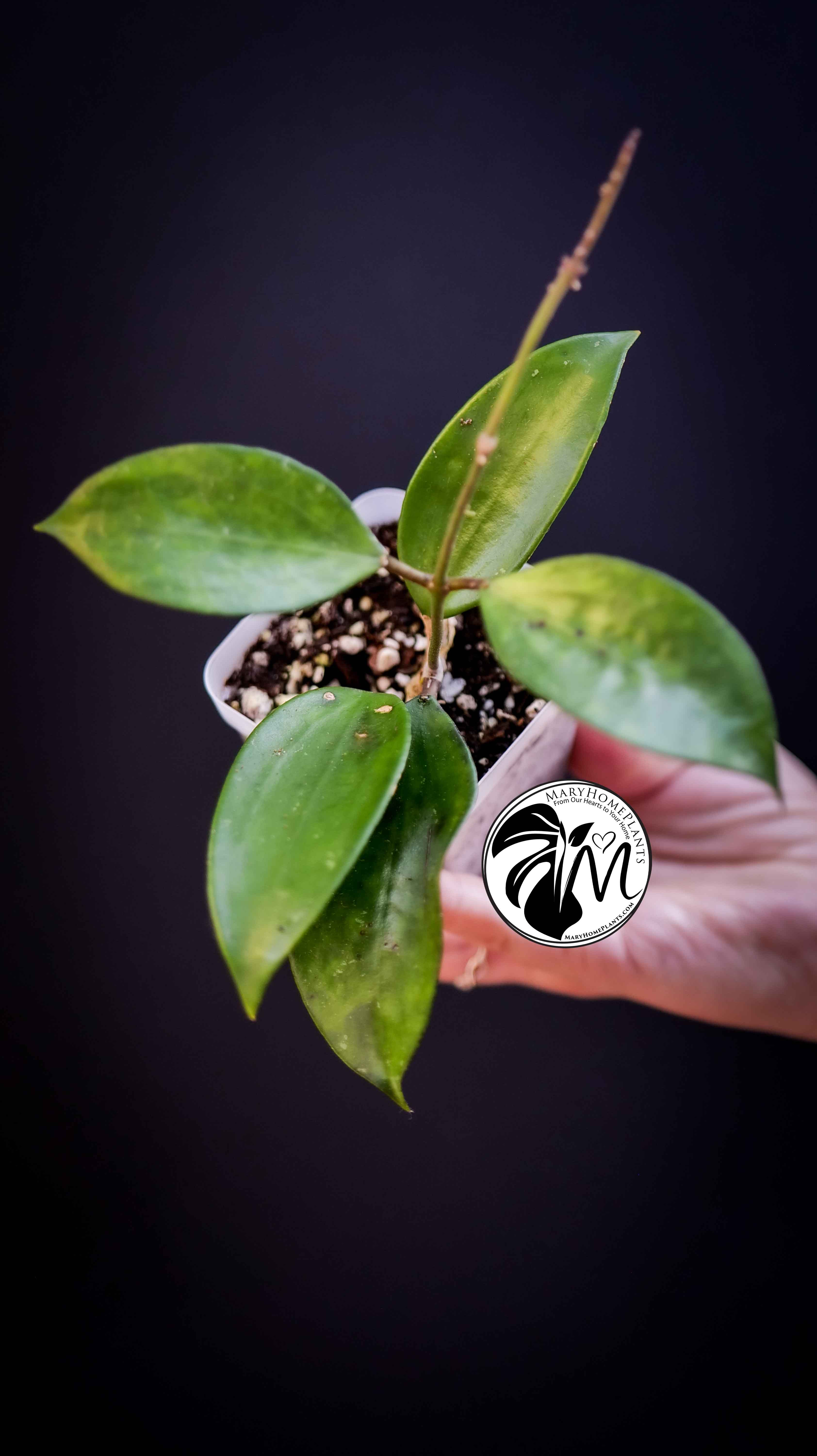 Hoya Pottsii Chiang Mai