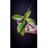 Hoya Pottsii Chiang Mai