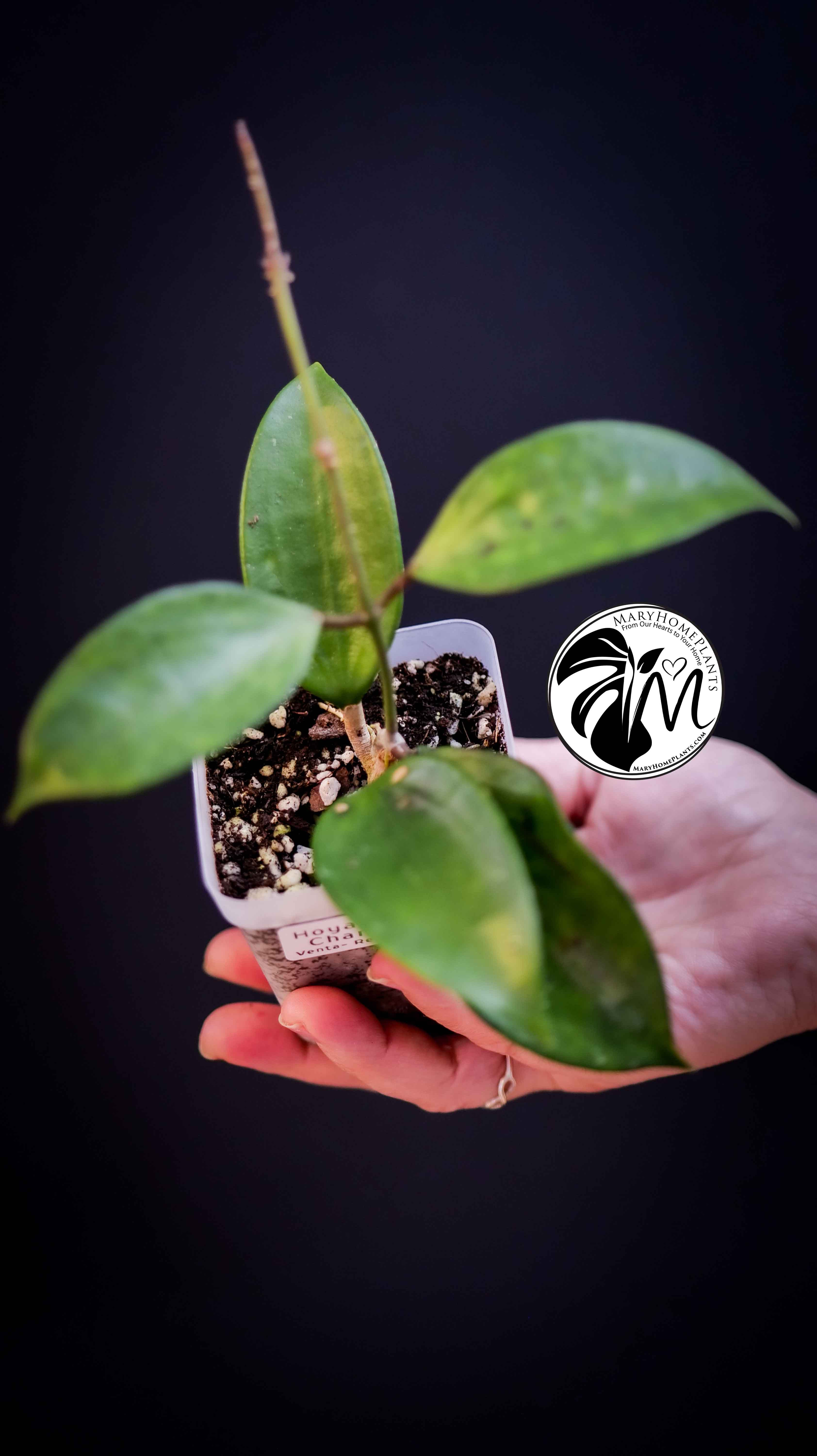 Hoya Pottsii Chiang Mai