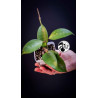 Hoya Pottsii Chiang Mai
