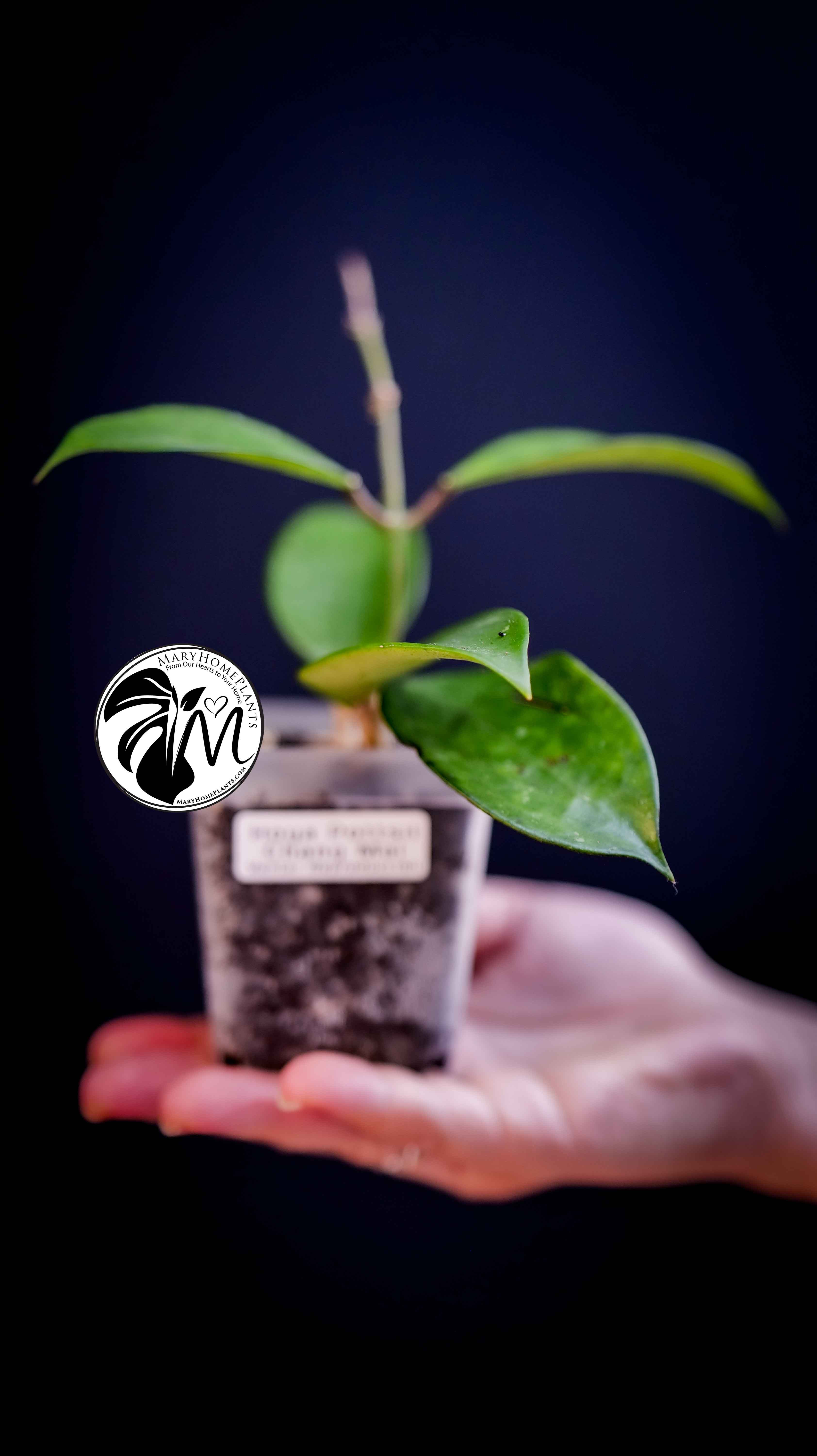 Hoya Pottsii Chiang Mai