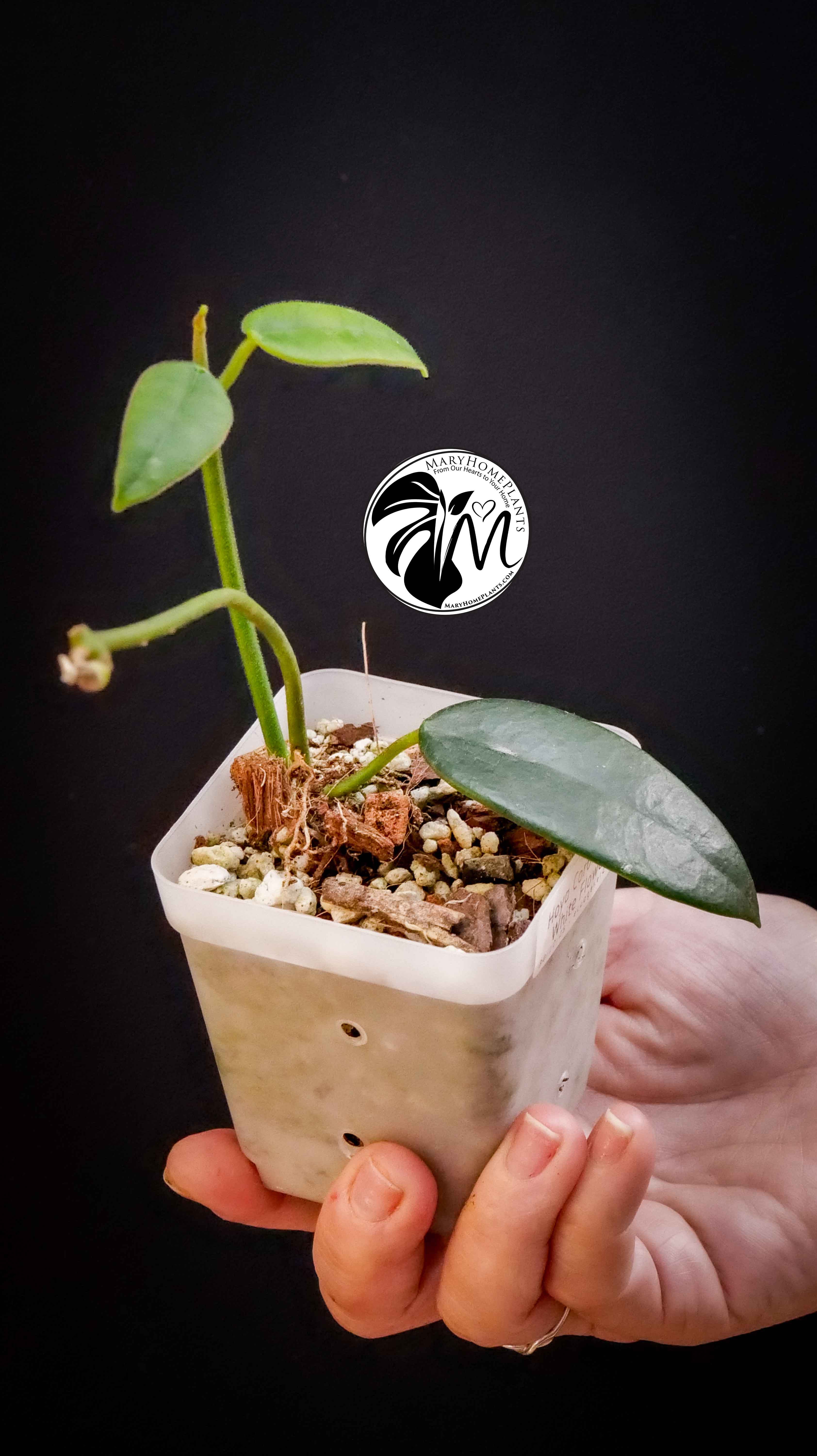 Hoya Coronaria White Flower