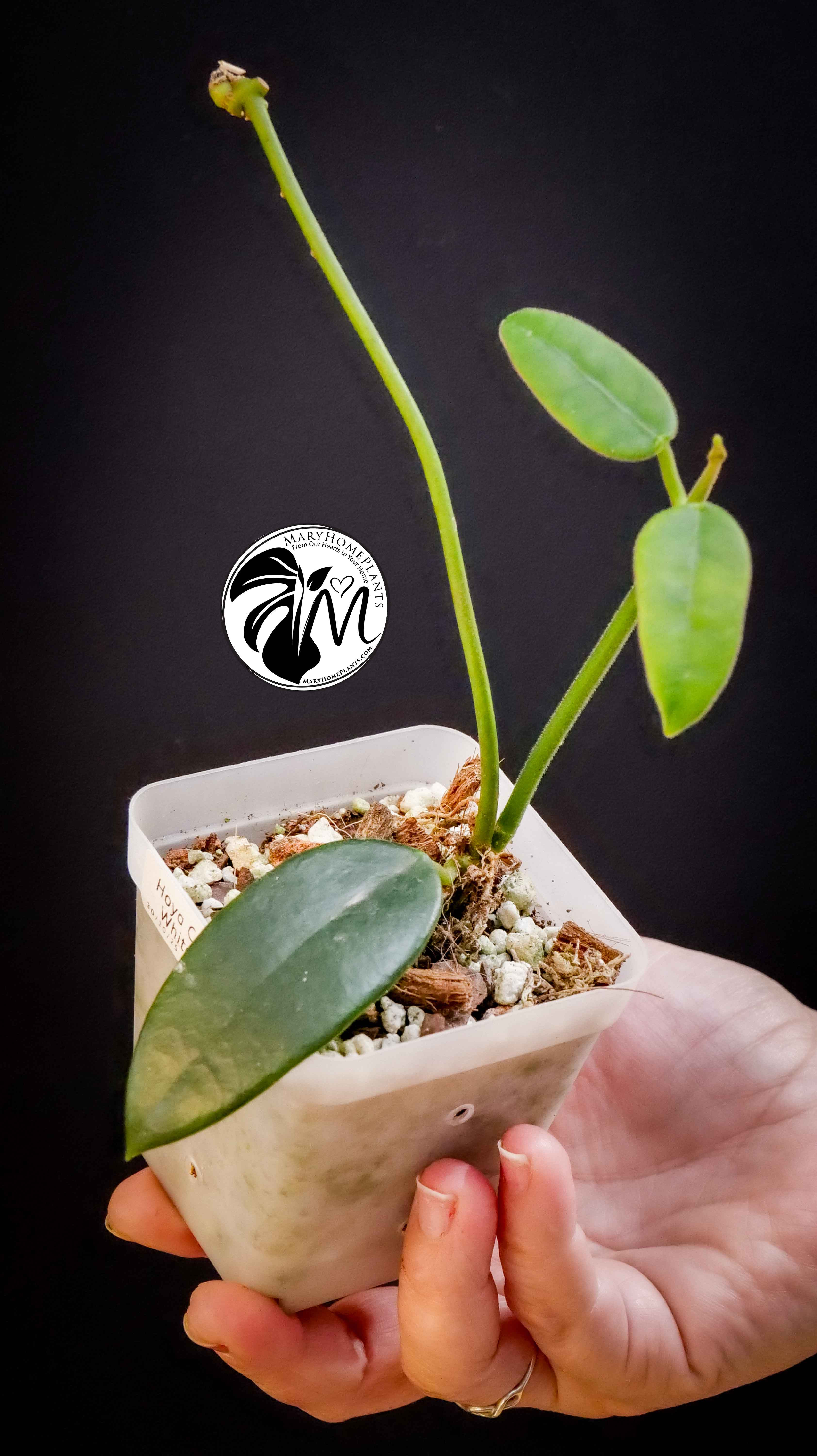 Hoya Coronaria White Flower