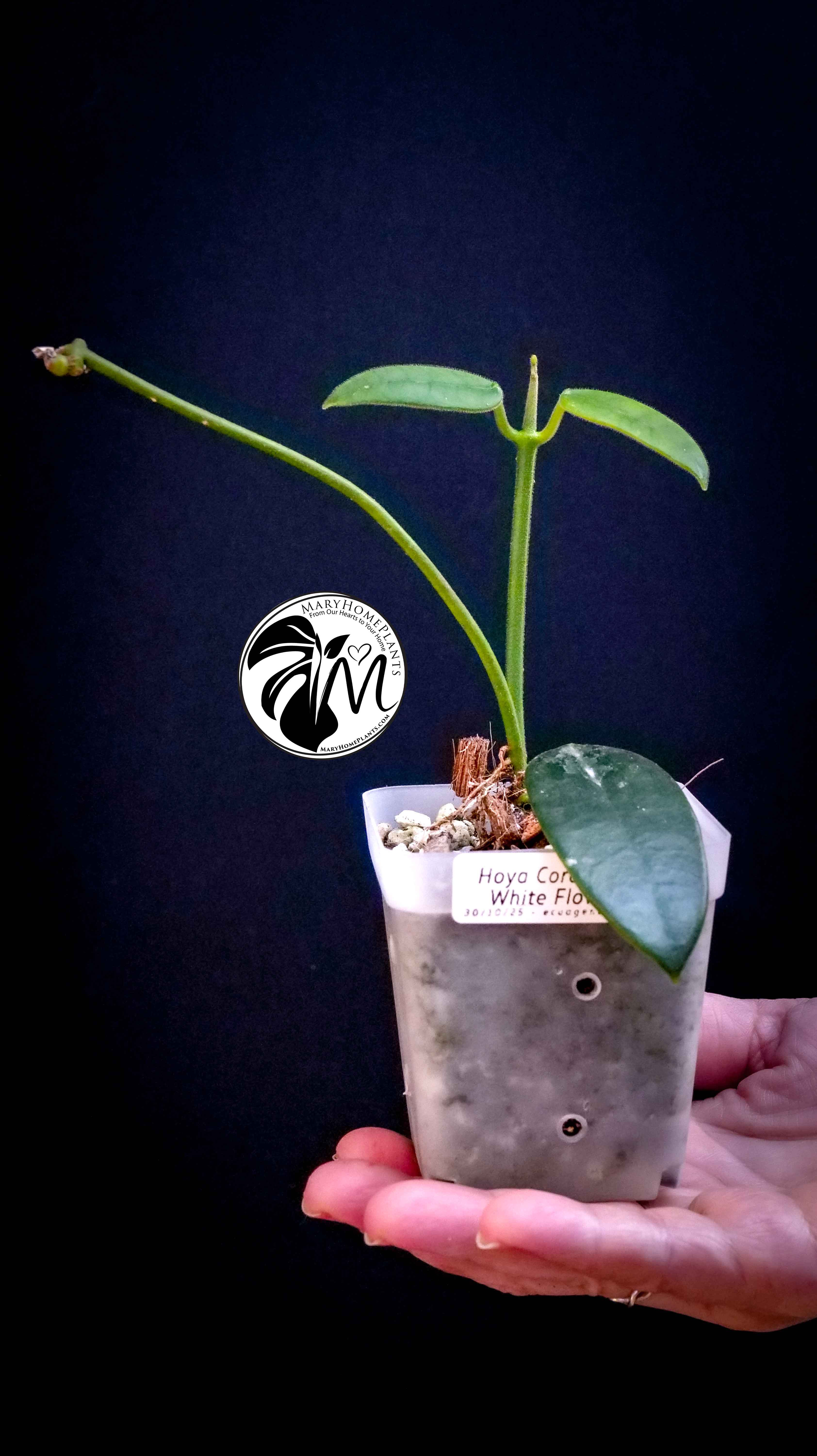 Hoya Coronaria White Flower