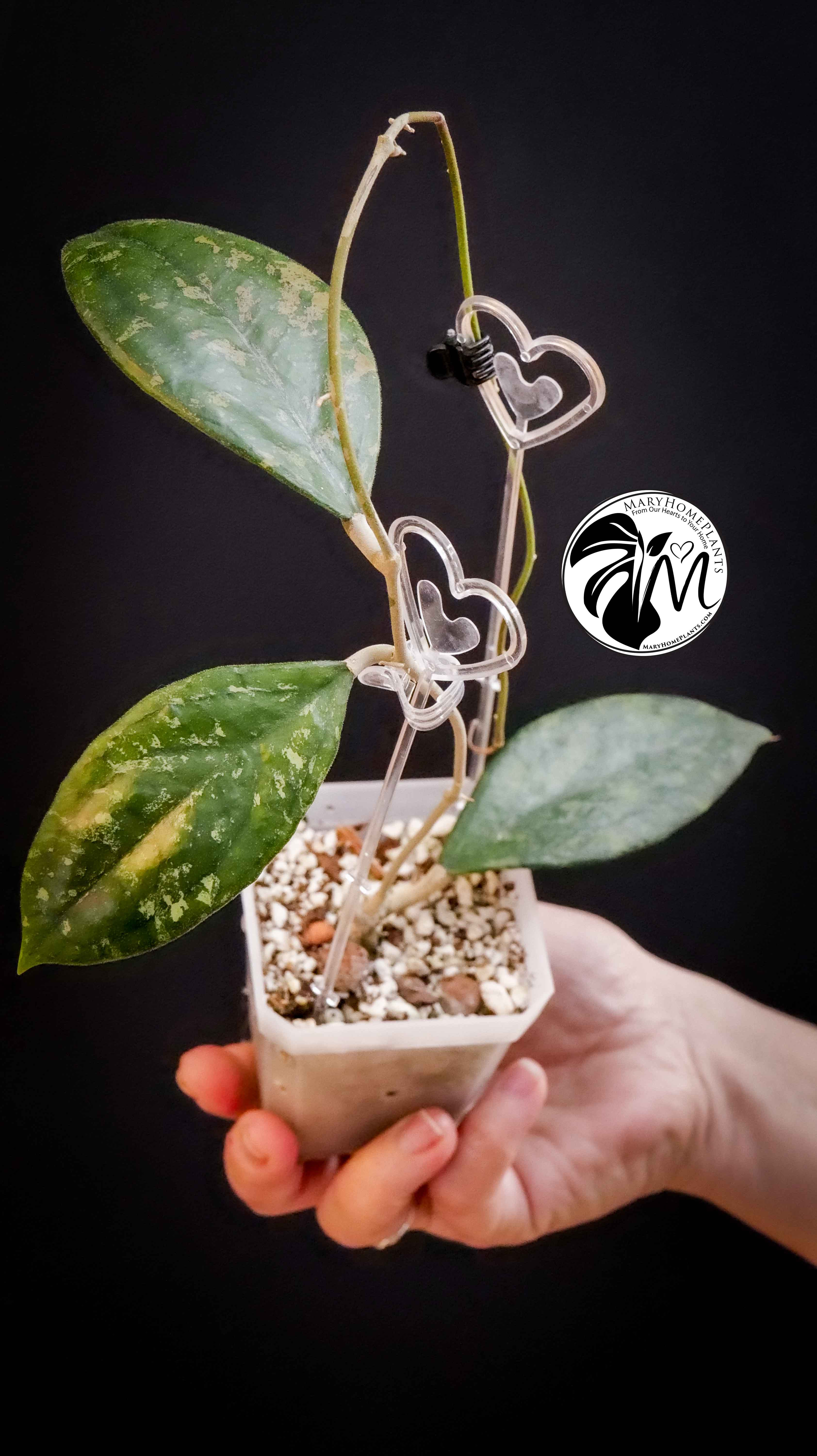 Hoya sp. aff. Vitellina