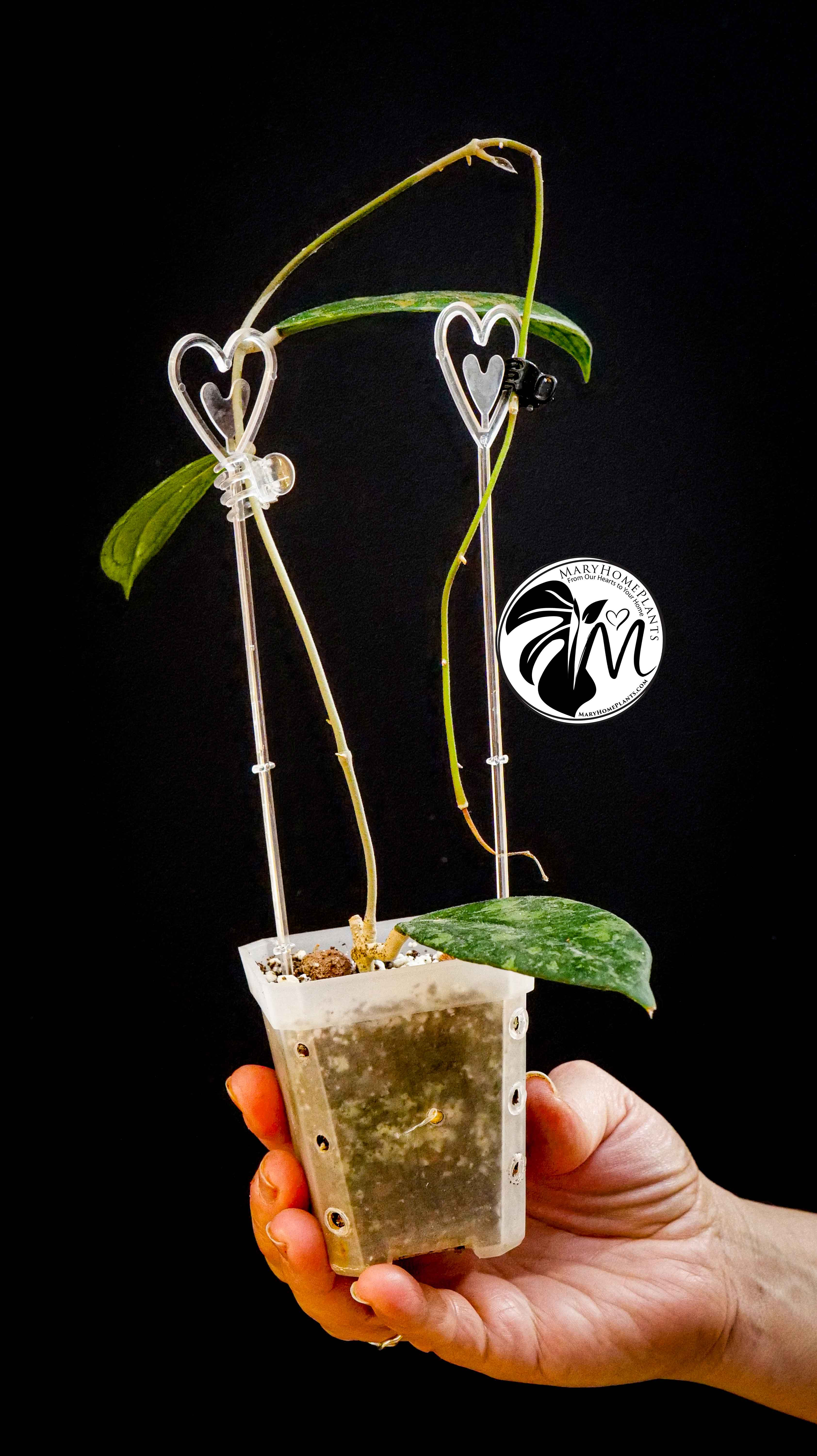 Hoya sp. aff. Vitellina